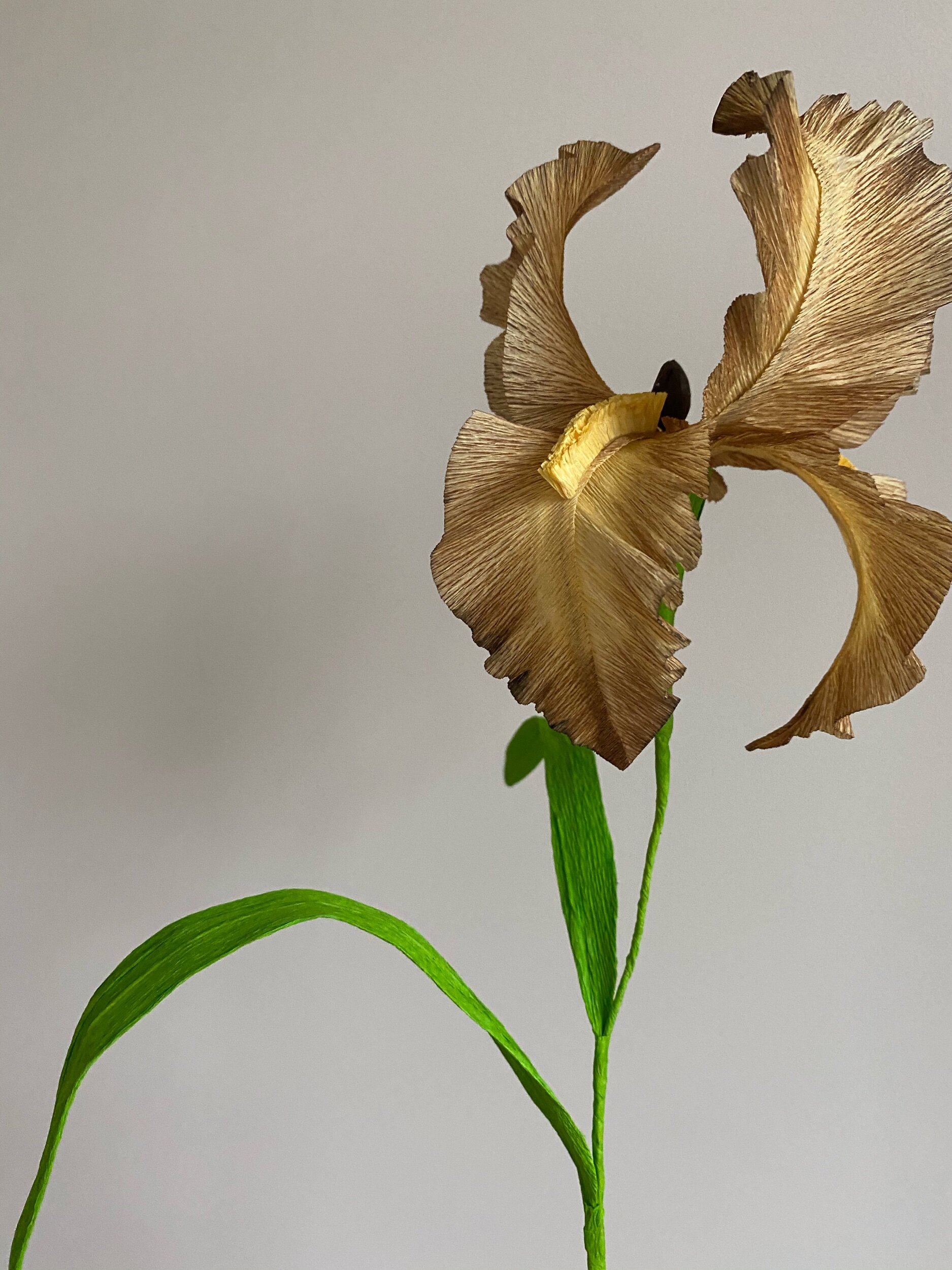 A dried flower with brown, curl-shaped petals and green leaves  by Emmeli Kimhi on a plain light background.