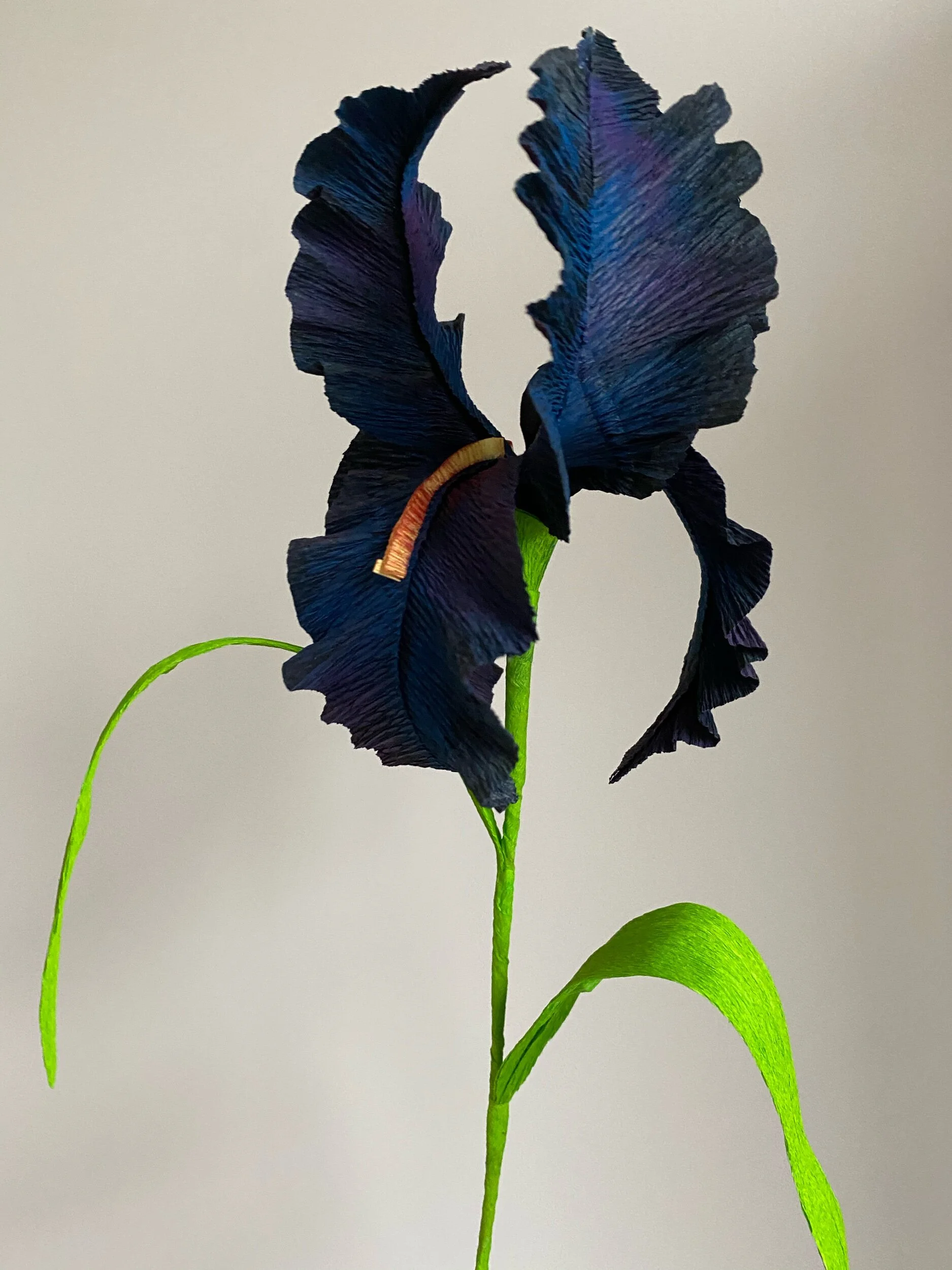 A close-up of a dark, ruffled iris flower with green leaves by Emmeli Kimhi and stems against a plain background.