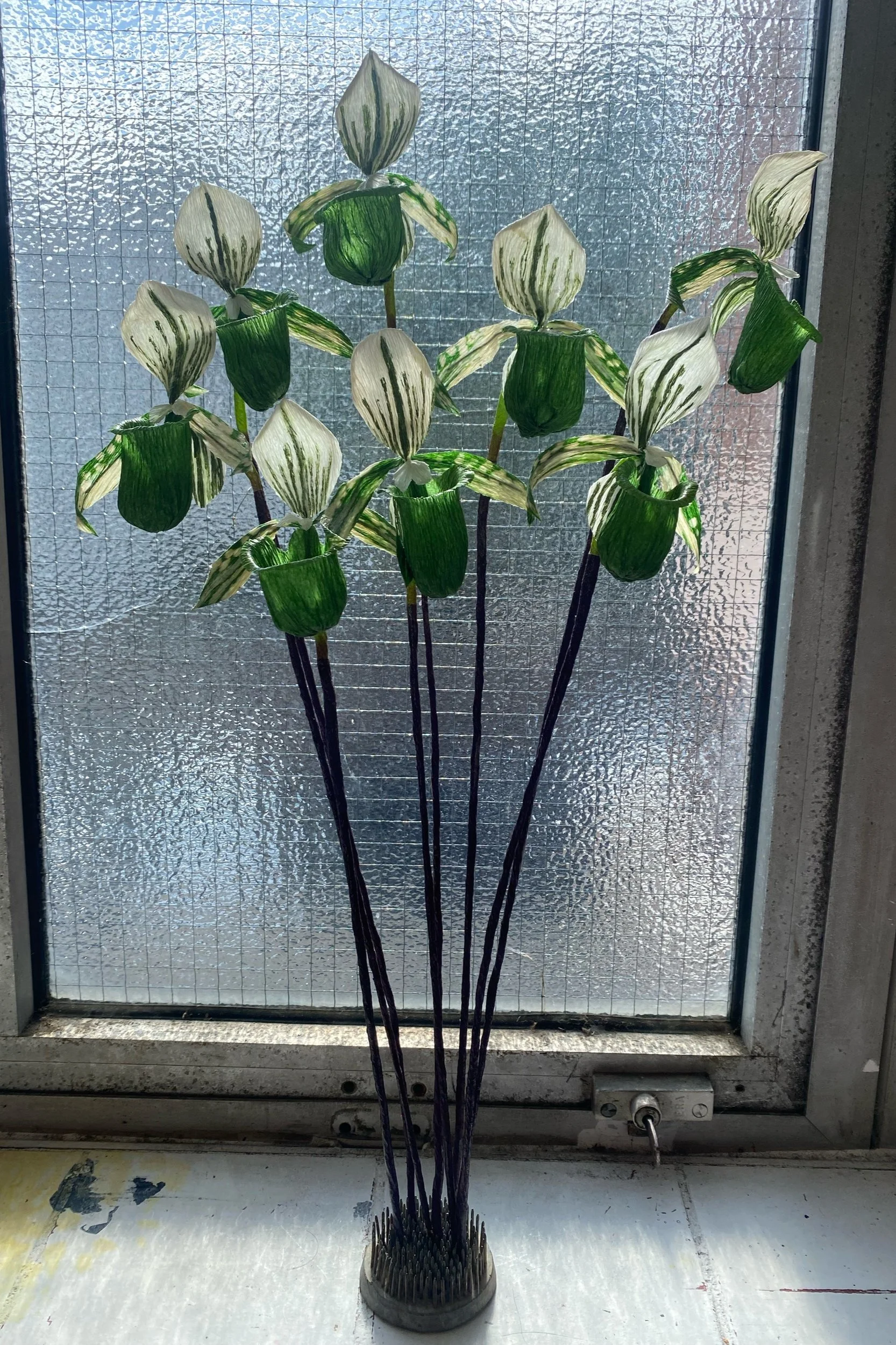 A potted plant with variegated green and white leaves by Emmeli Kimhi in front of a textured glass window.