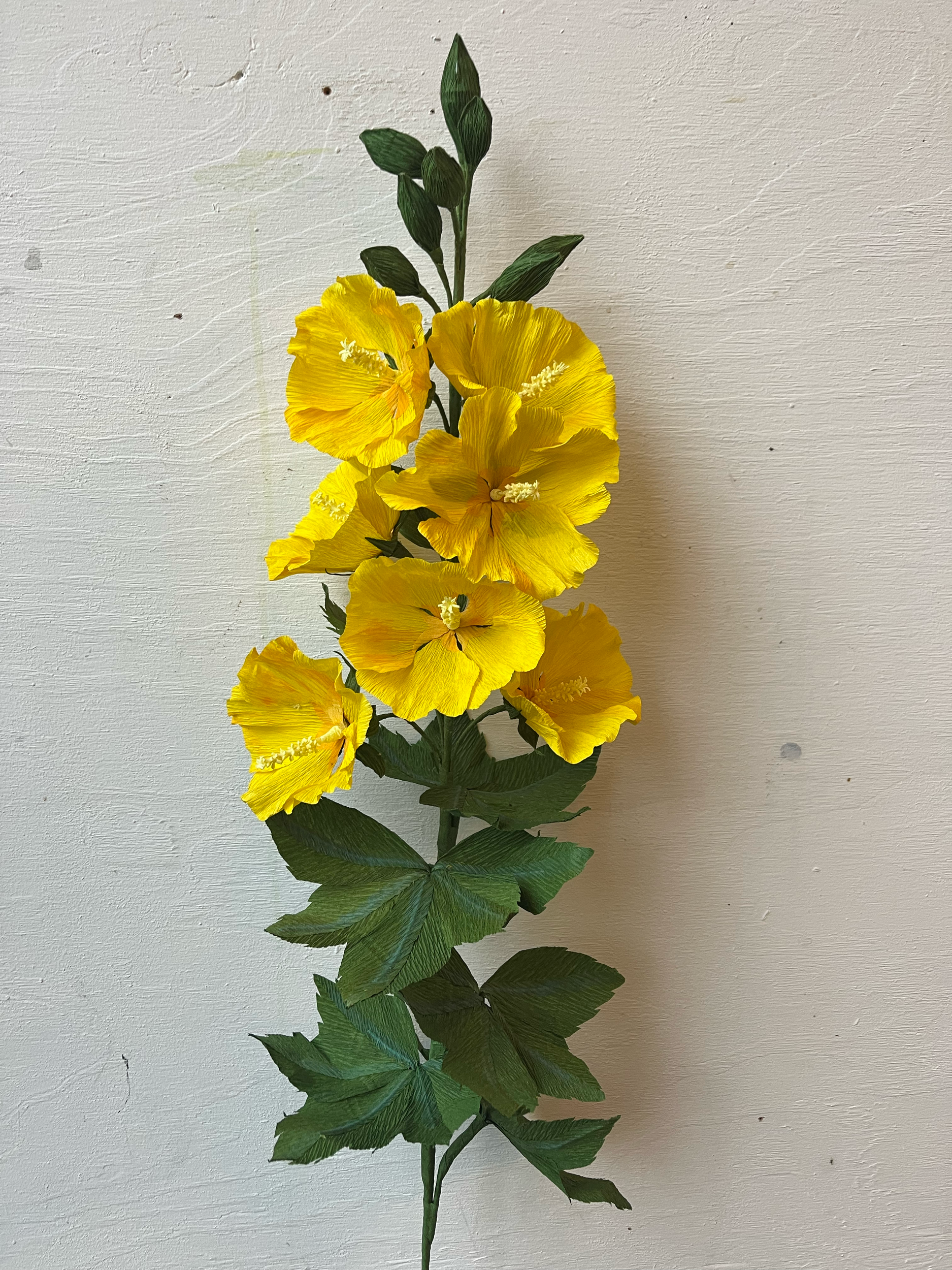 A single stem of yellow paper hibiscus flowers  by Emmeli Kimhi with green leaves against a white textured wall