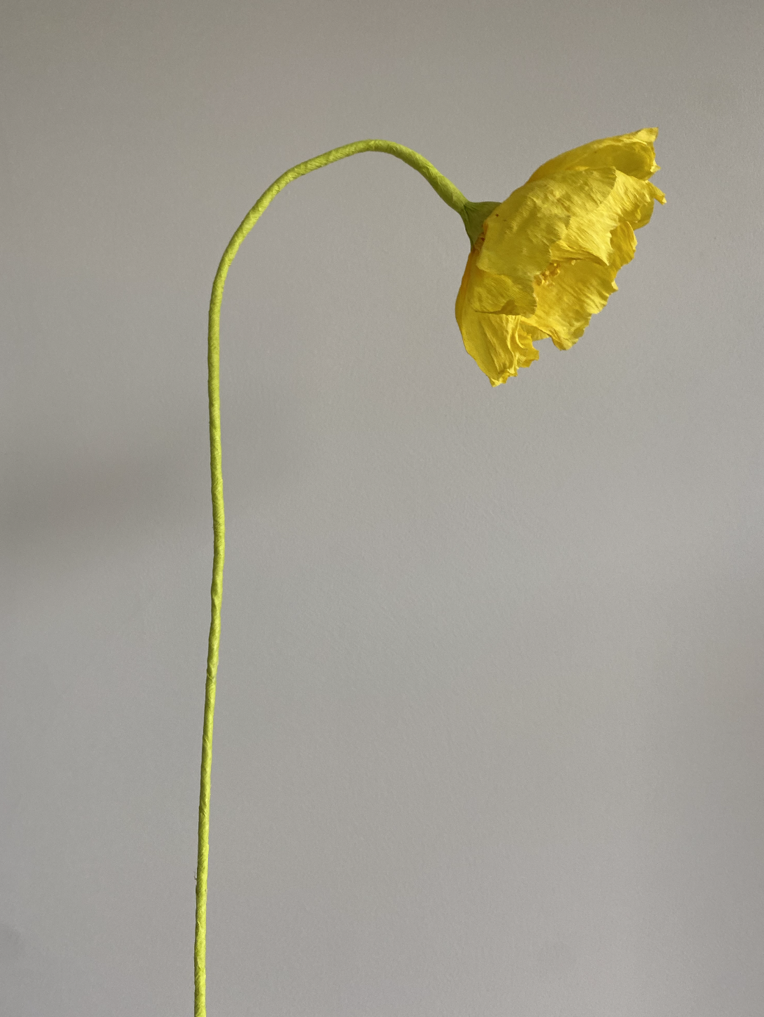 Icelandic poppy, 2021.