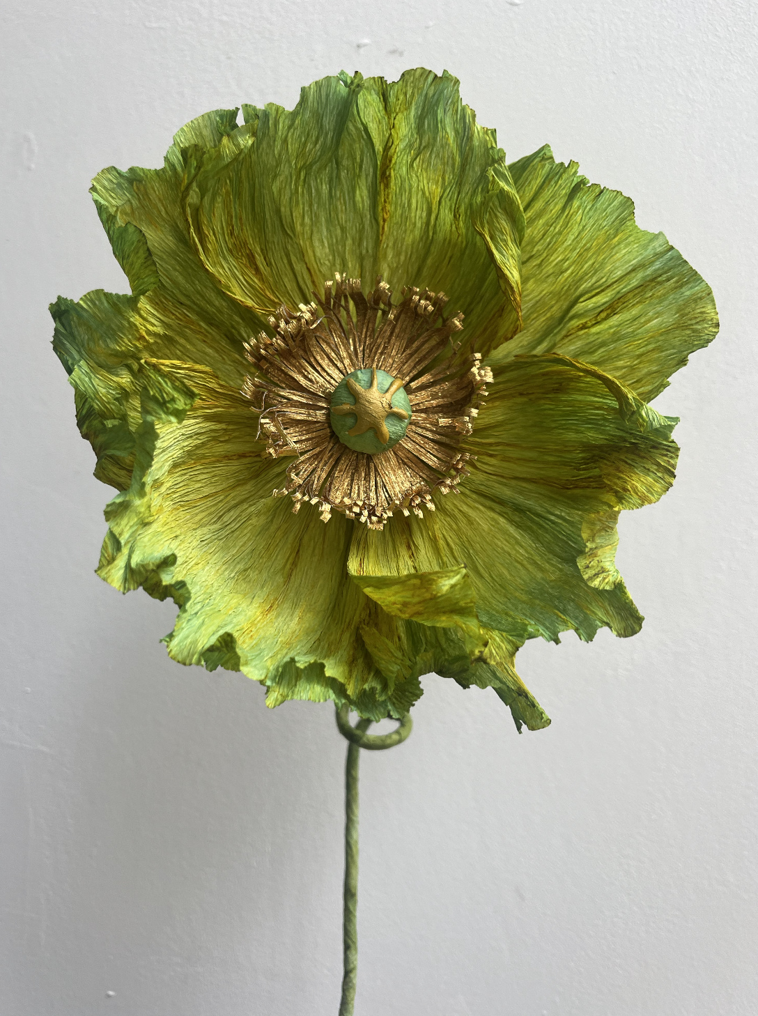 Poppies, Then and Now