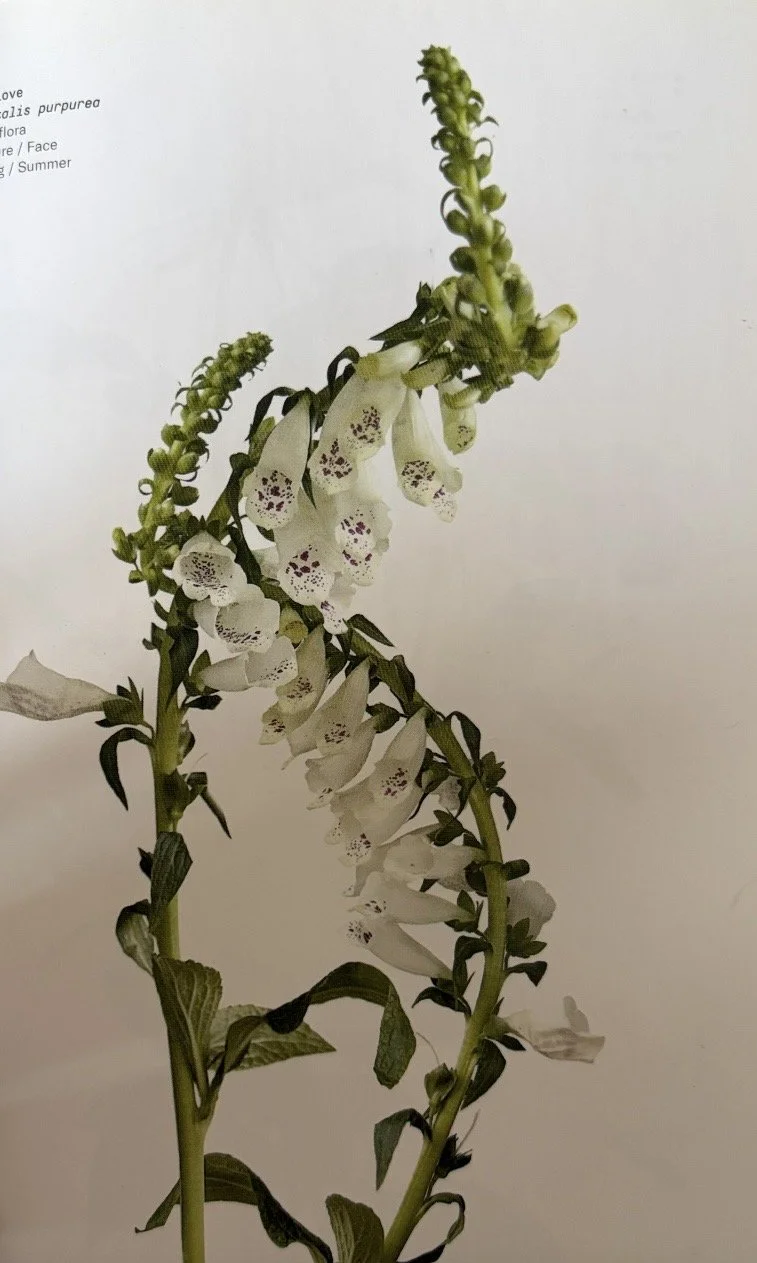 Foxglove reference from 'Flower Color Guide'.