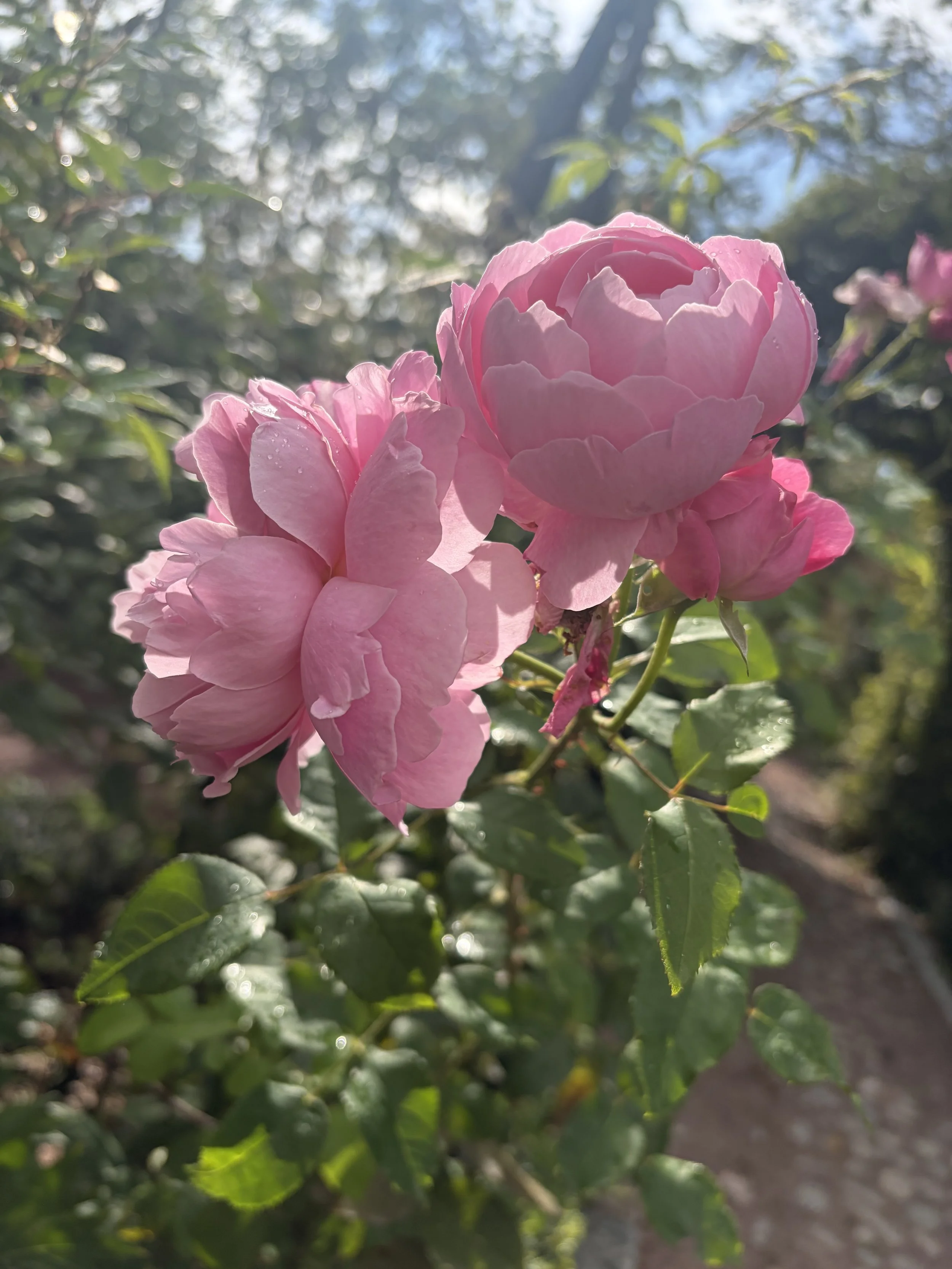 Roses at the start of the walk.