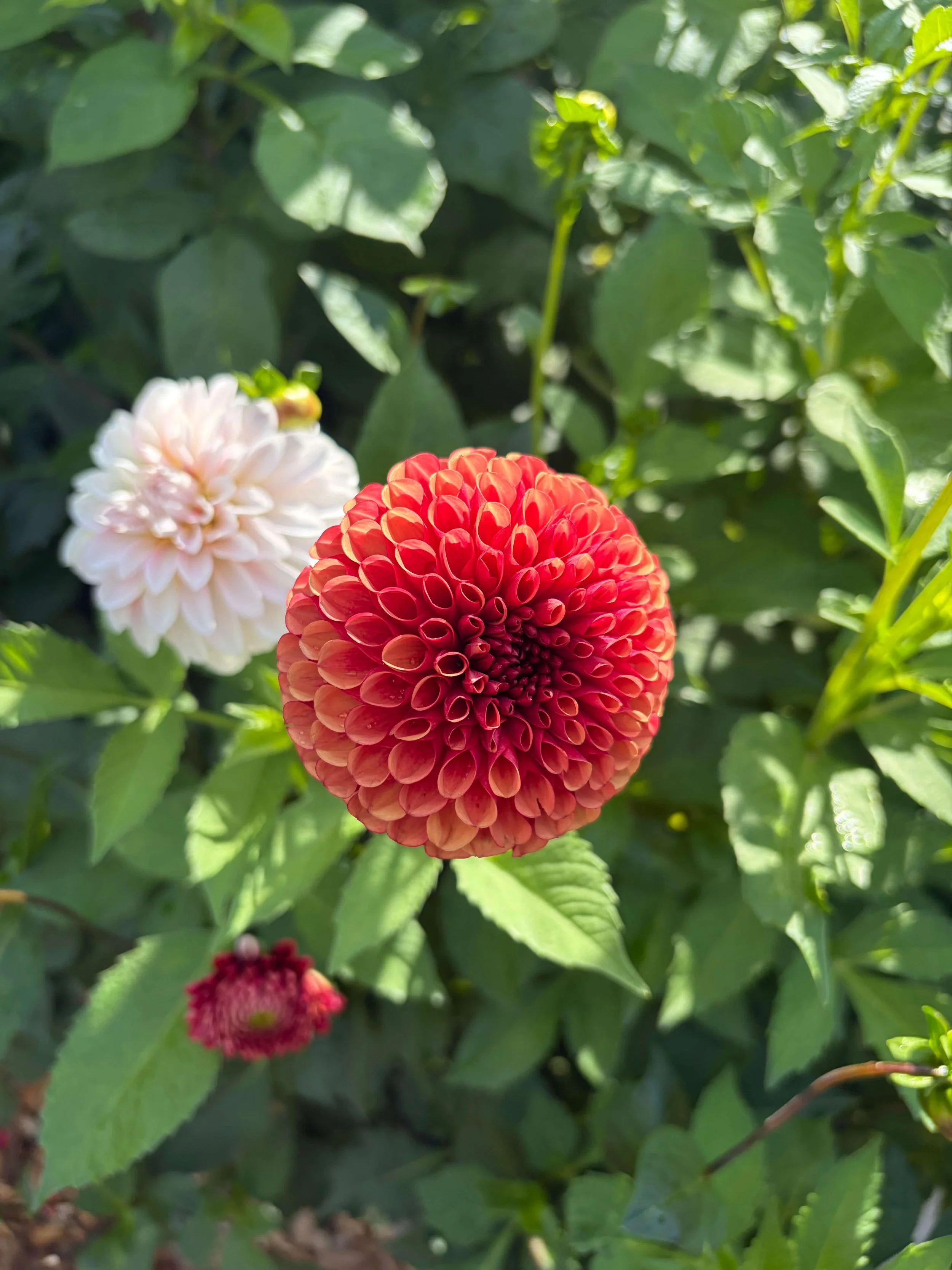 Orange next to white, both from the same bed.