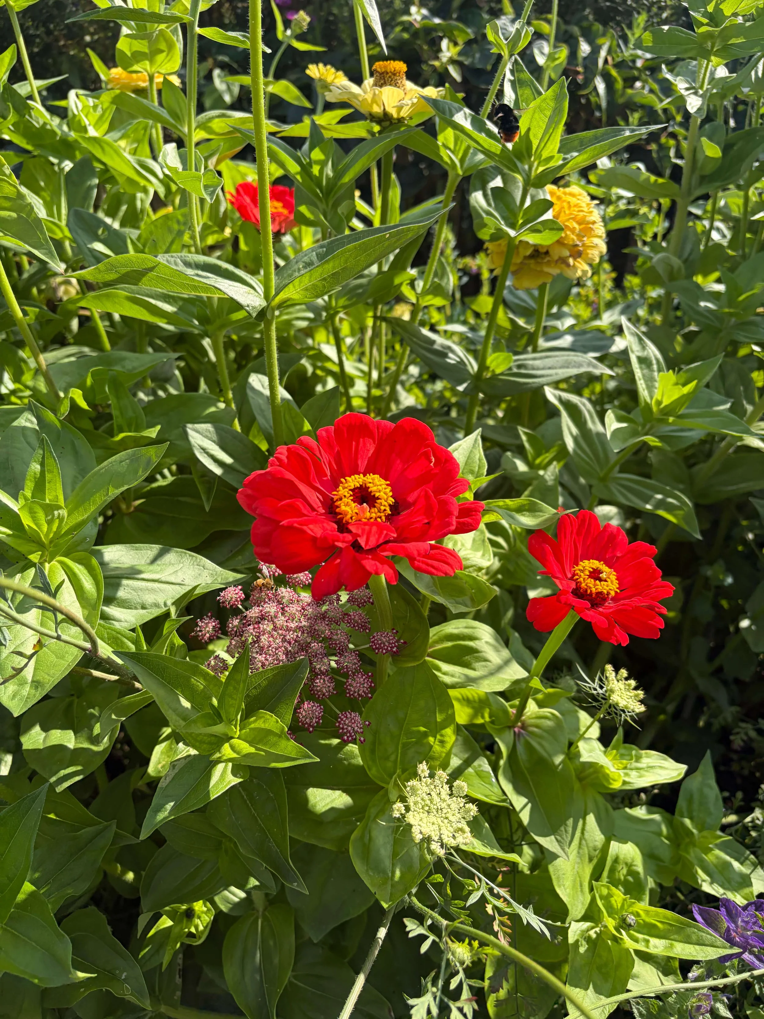 Zinnias and Queen Anne's lace.