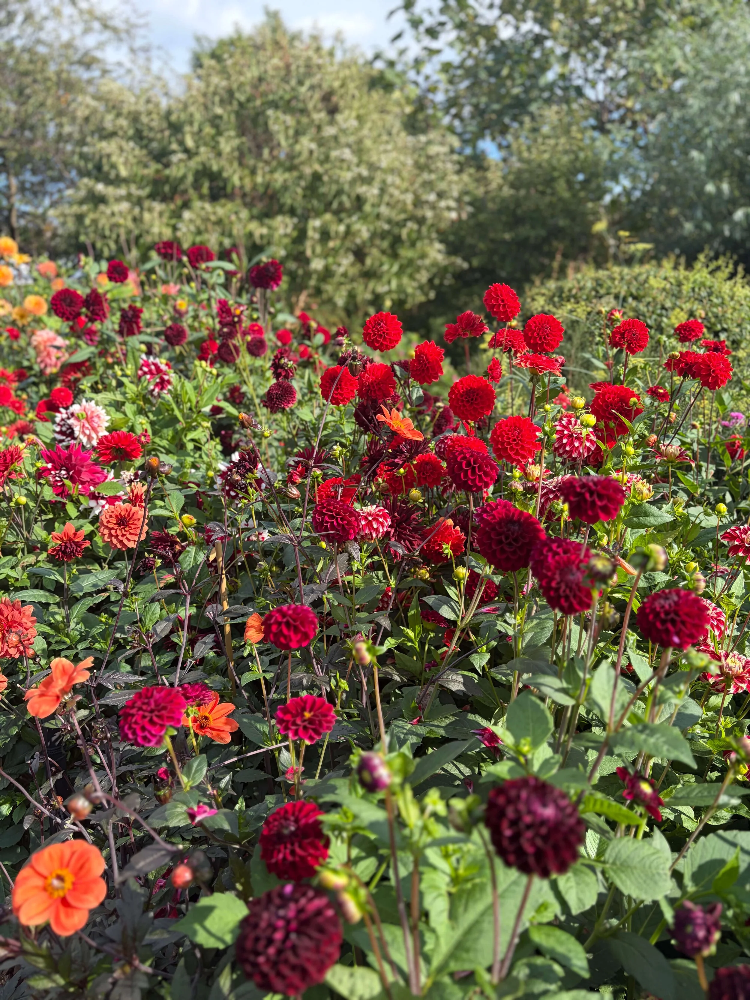 From Malmö: Slottsträdgården in Late Summer
