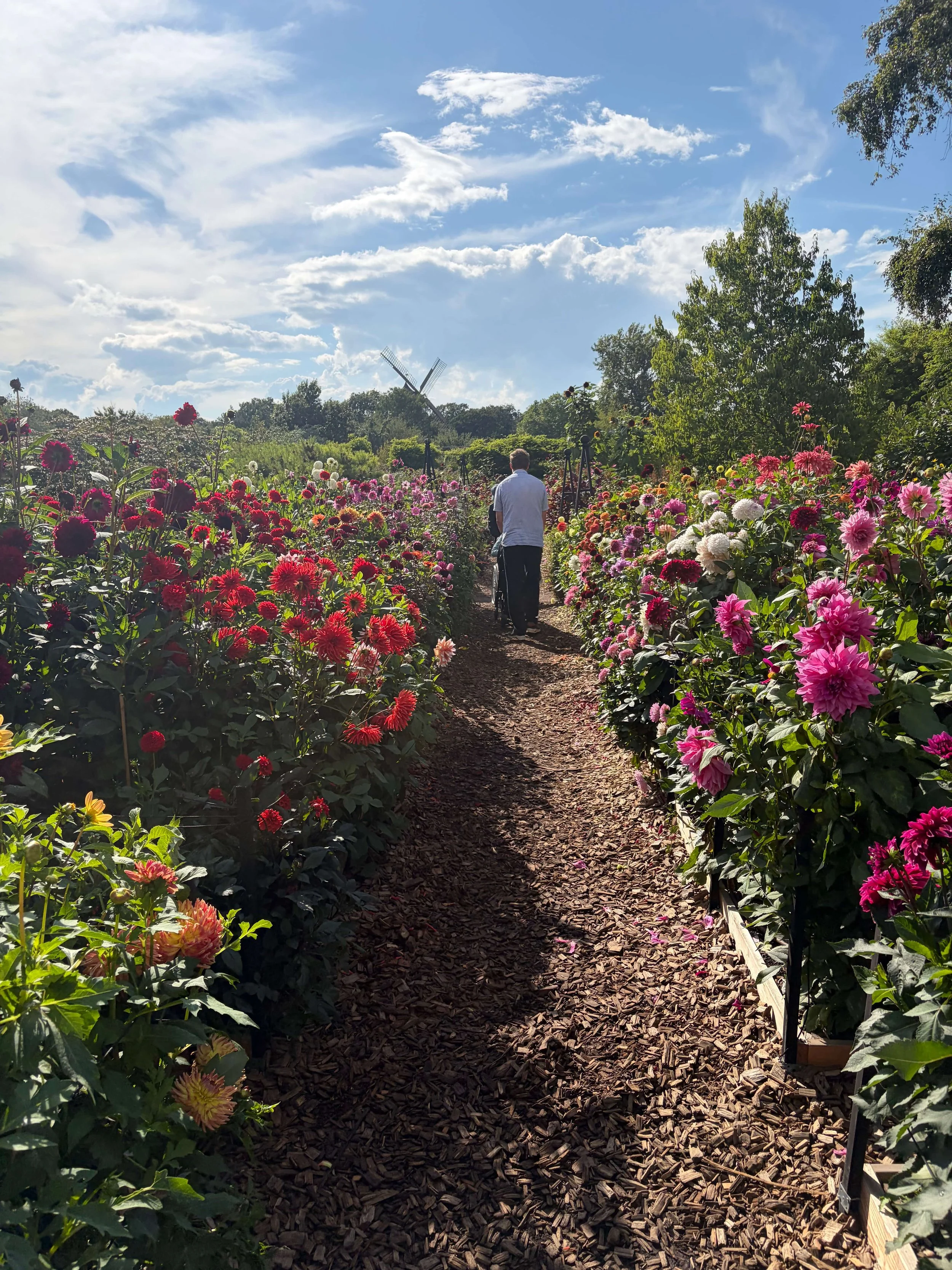 The path through it — dahlias on both sides, the whole way down.