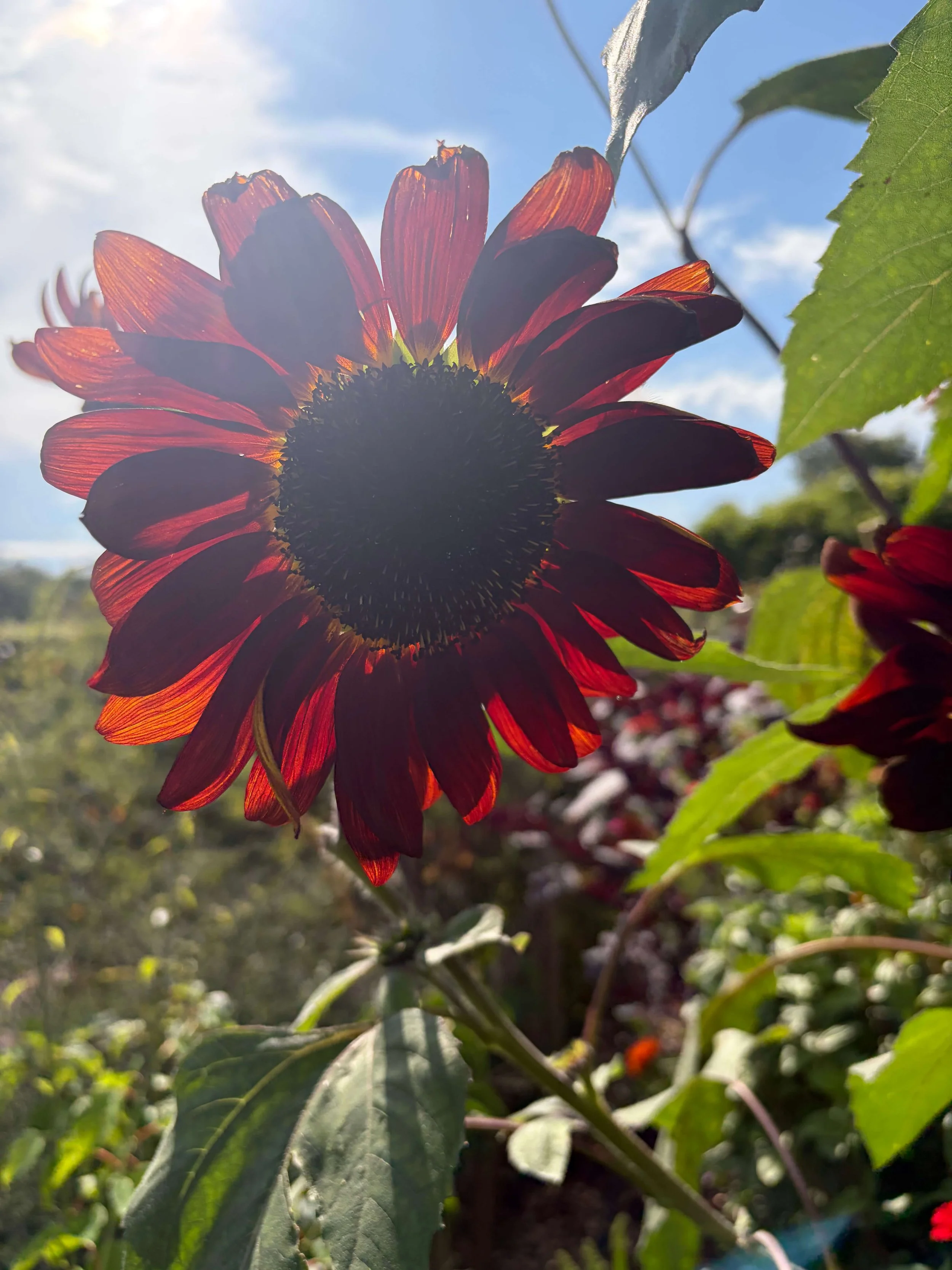 Backlit, petals almost glowing at the edges.