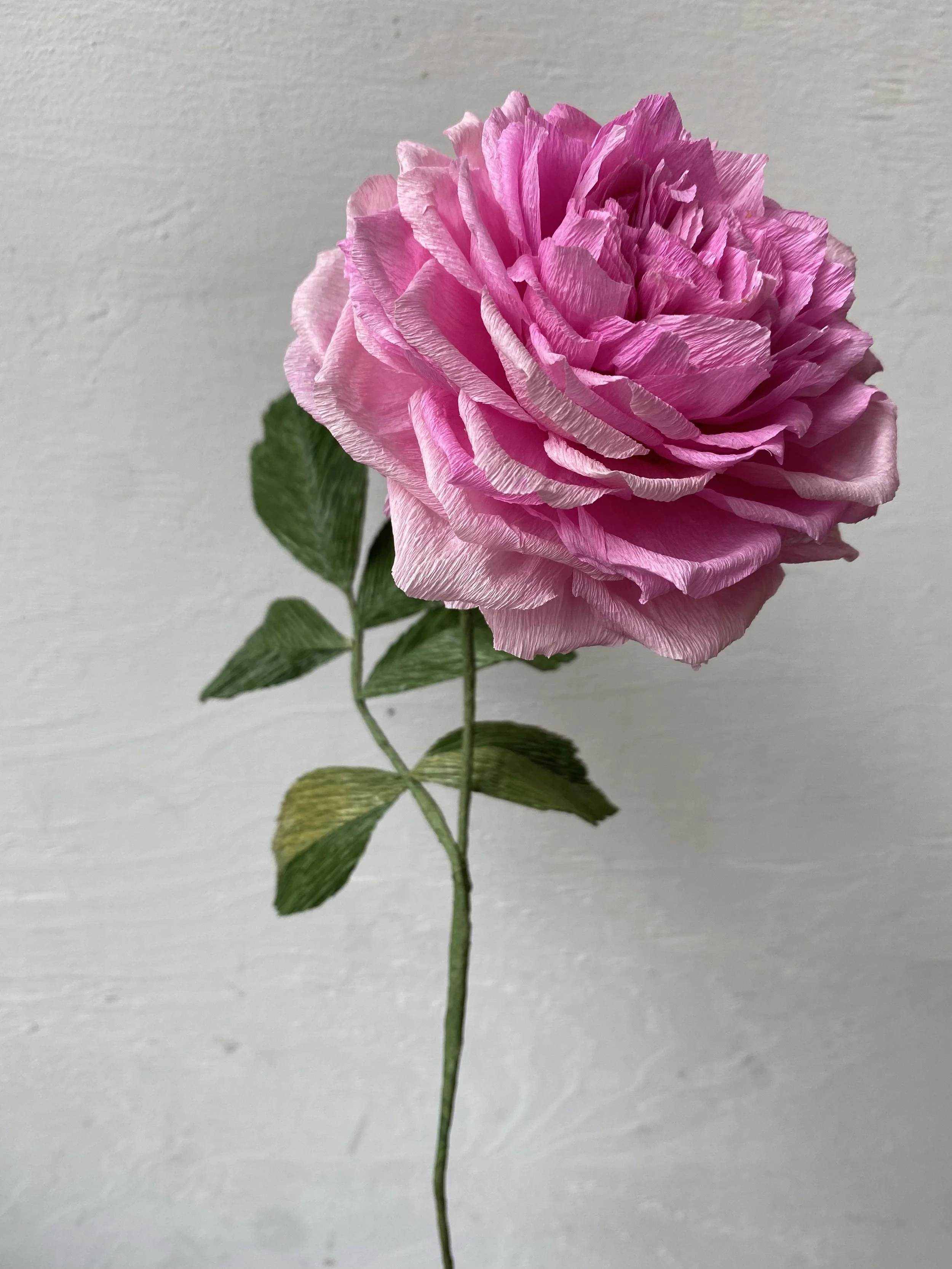 A pink paper rose from the collection, April 2022.