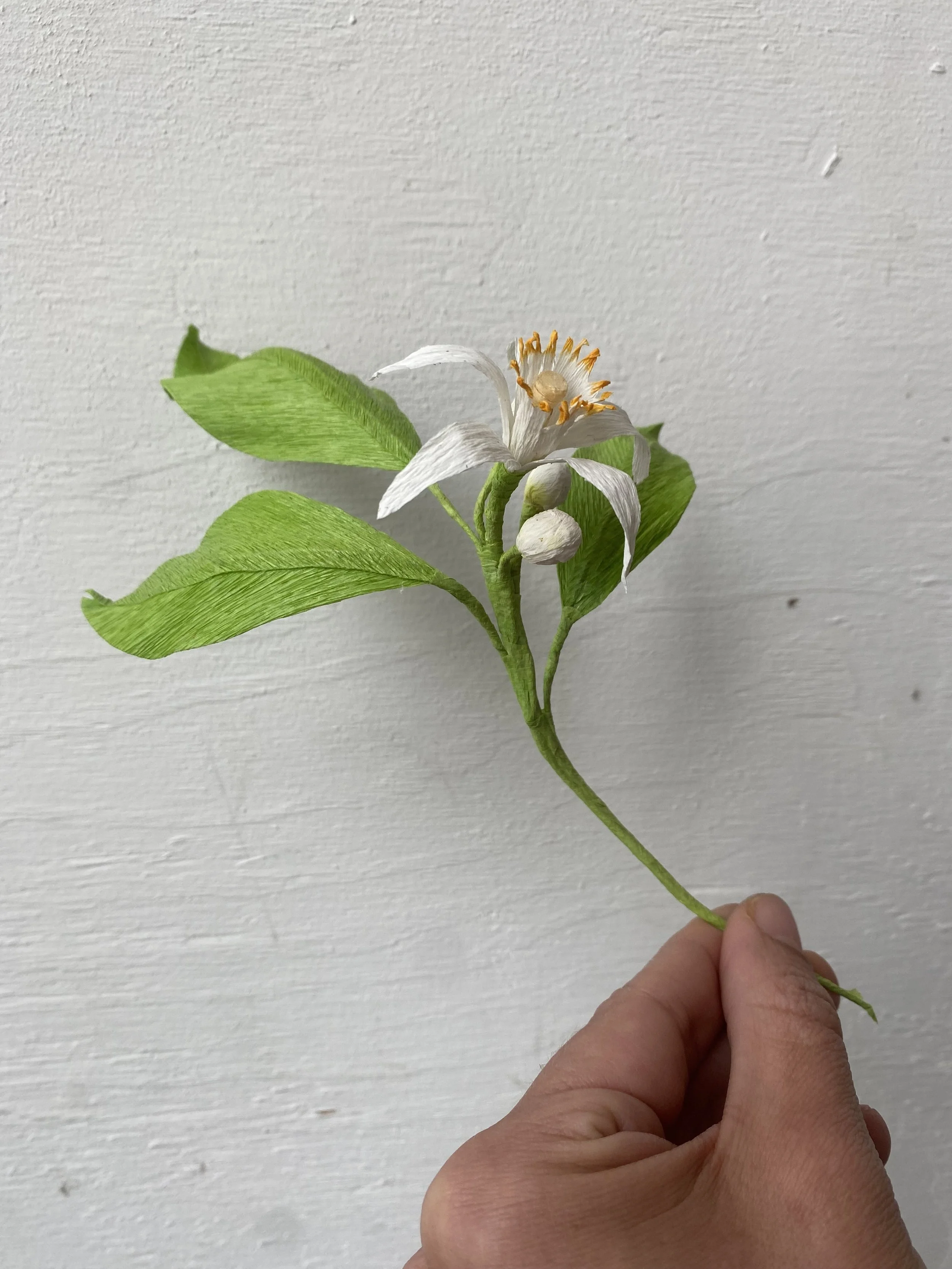 Neroli — orange blossom in paper, with white petals and a yellow centre.