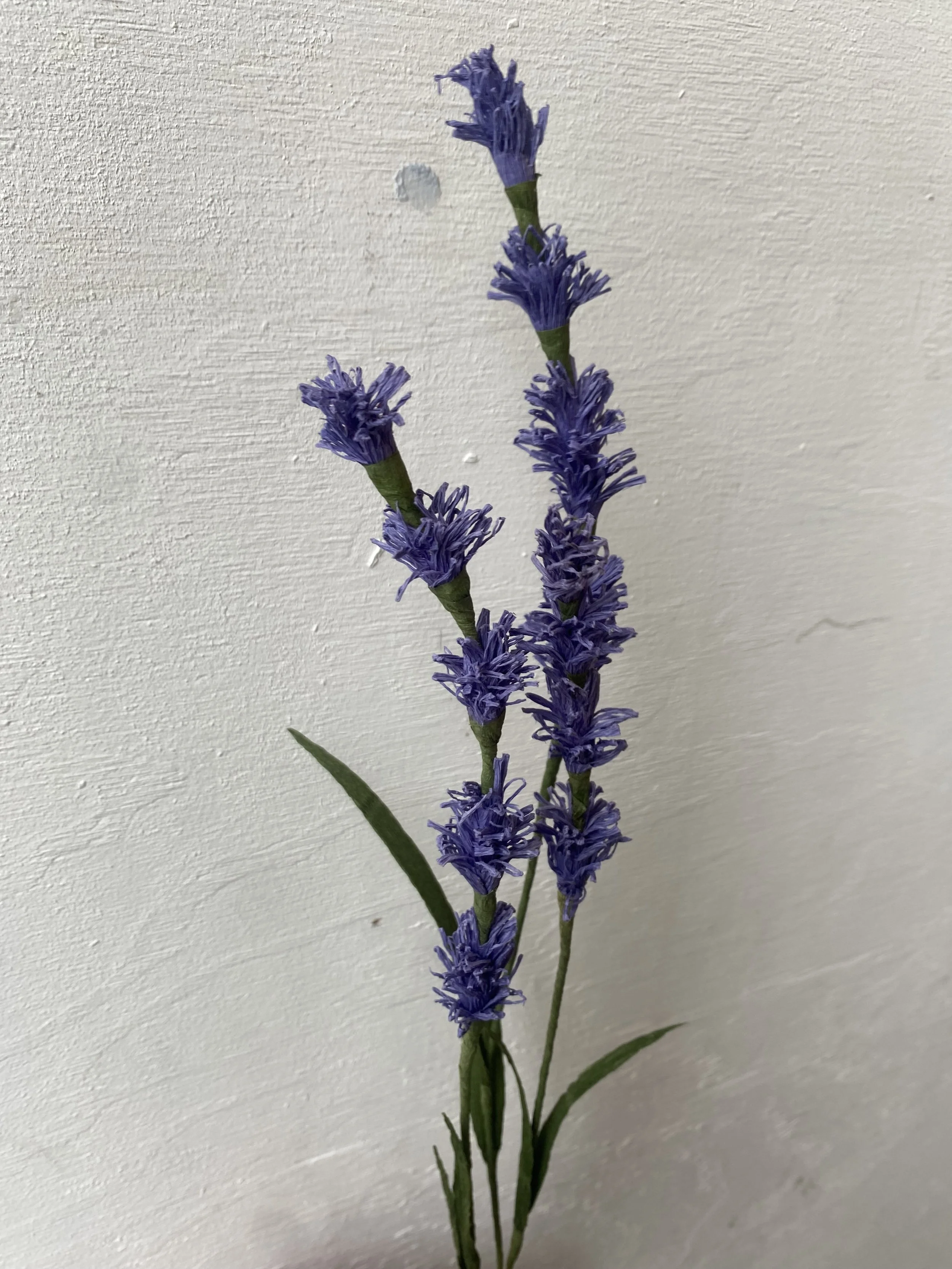 Small purple flowers, spaced along slender paper stems.