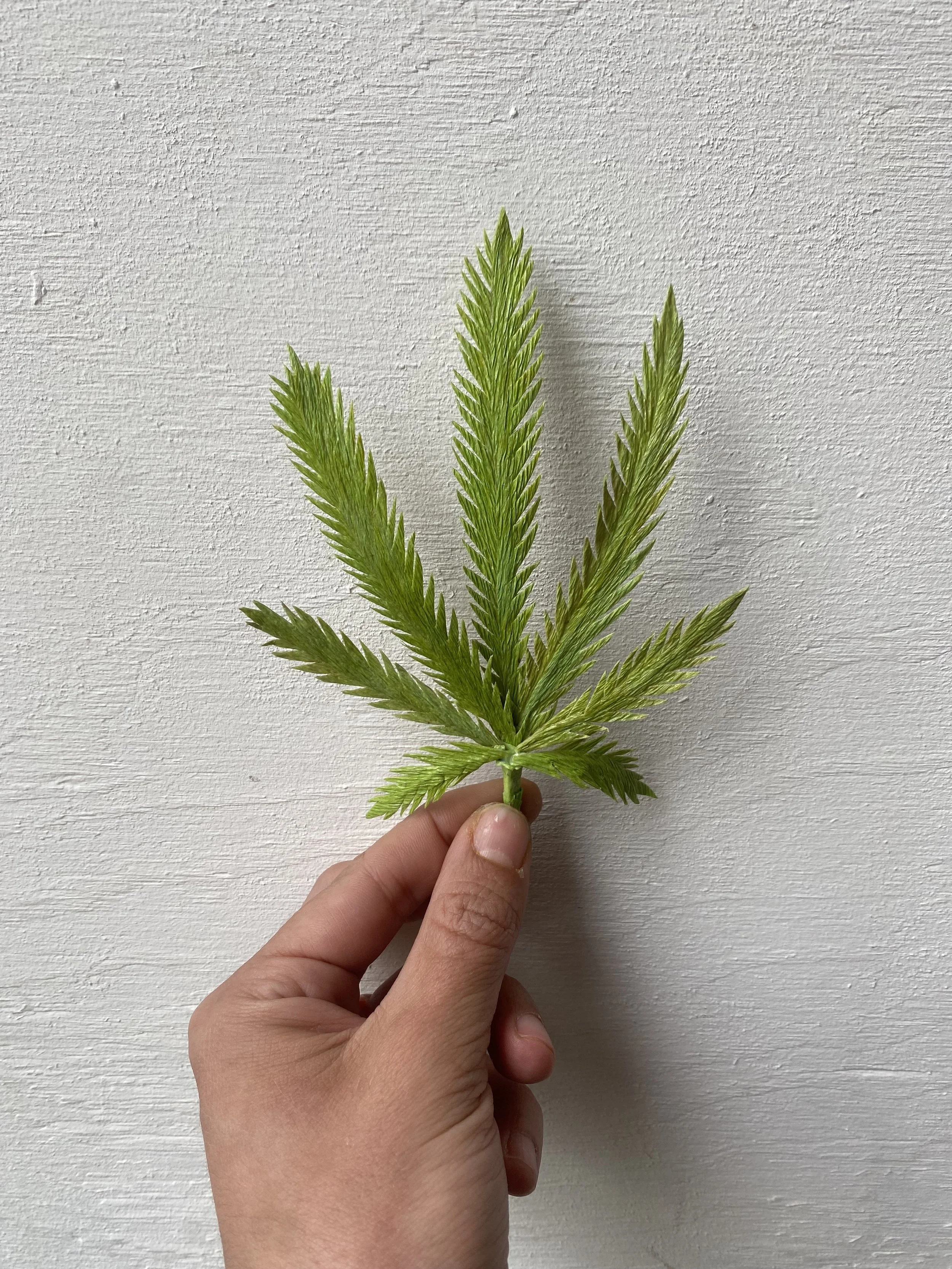 From the Archive: Paper Botanicals for ROWSE