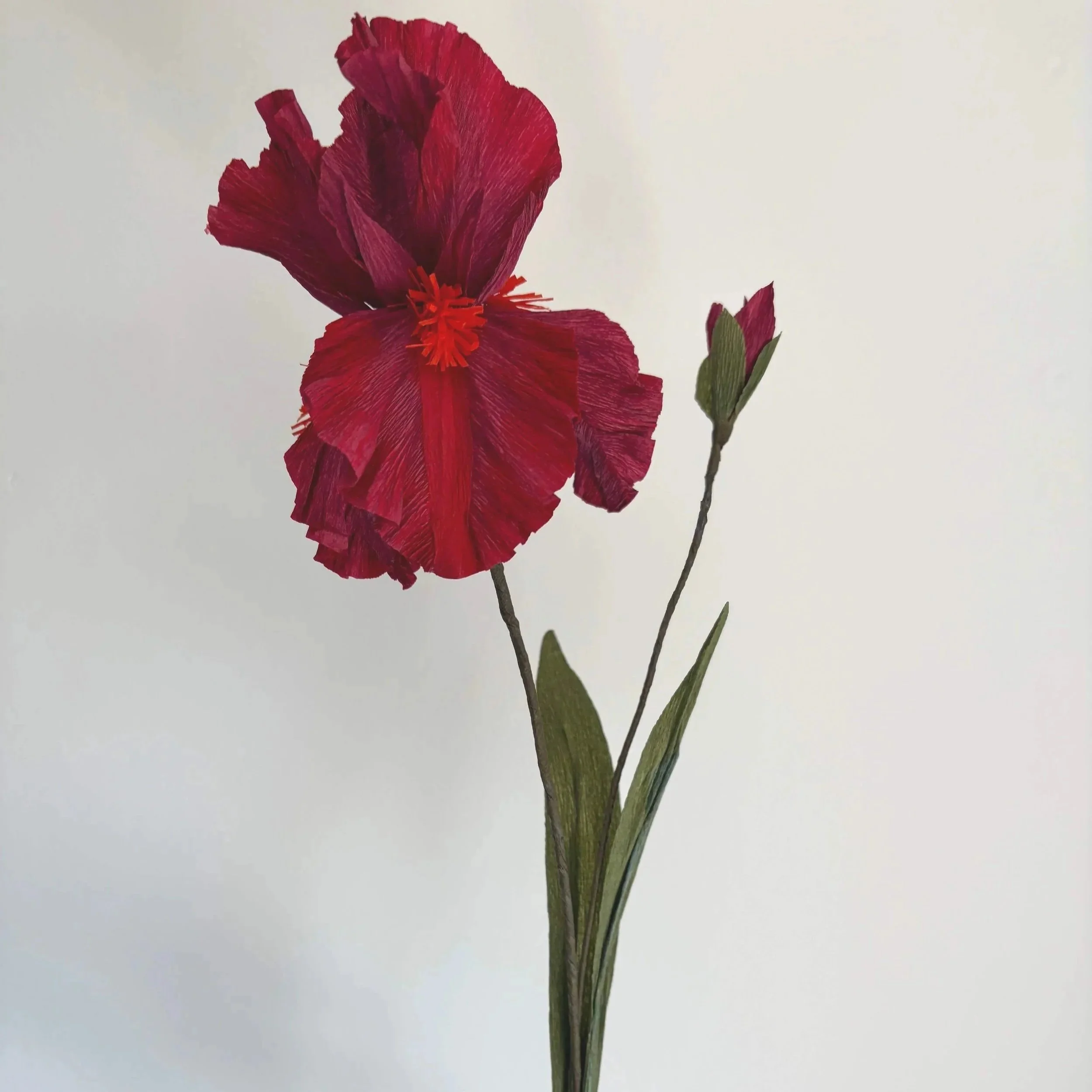 Single Stem Bearded Iris – Deep Red