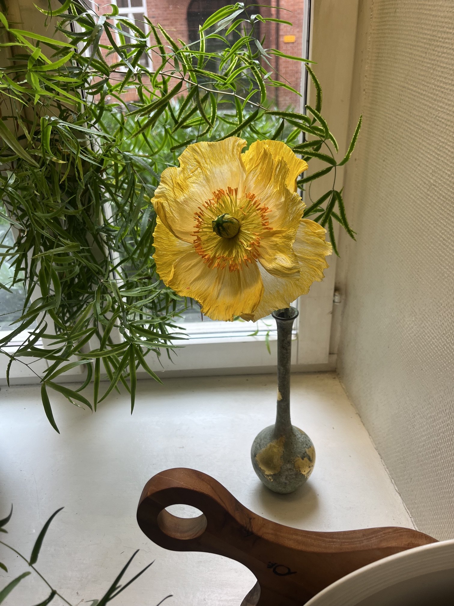 A yellow poppy flower by Emmeli Kimhi with an insect on its center, placed in a tall, narrow vase on a windowsill with plants, a window, and a wall in the background.