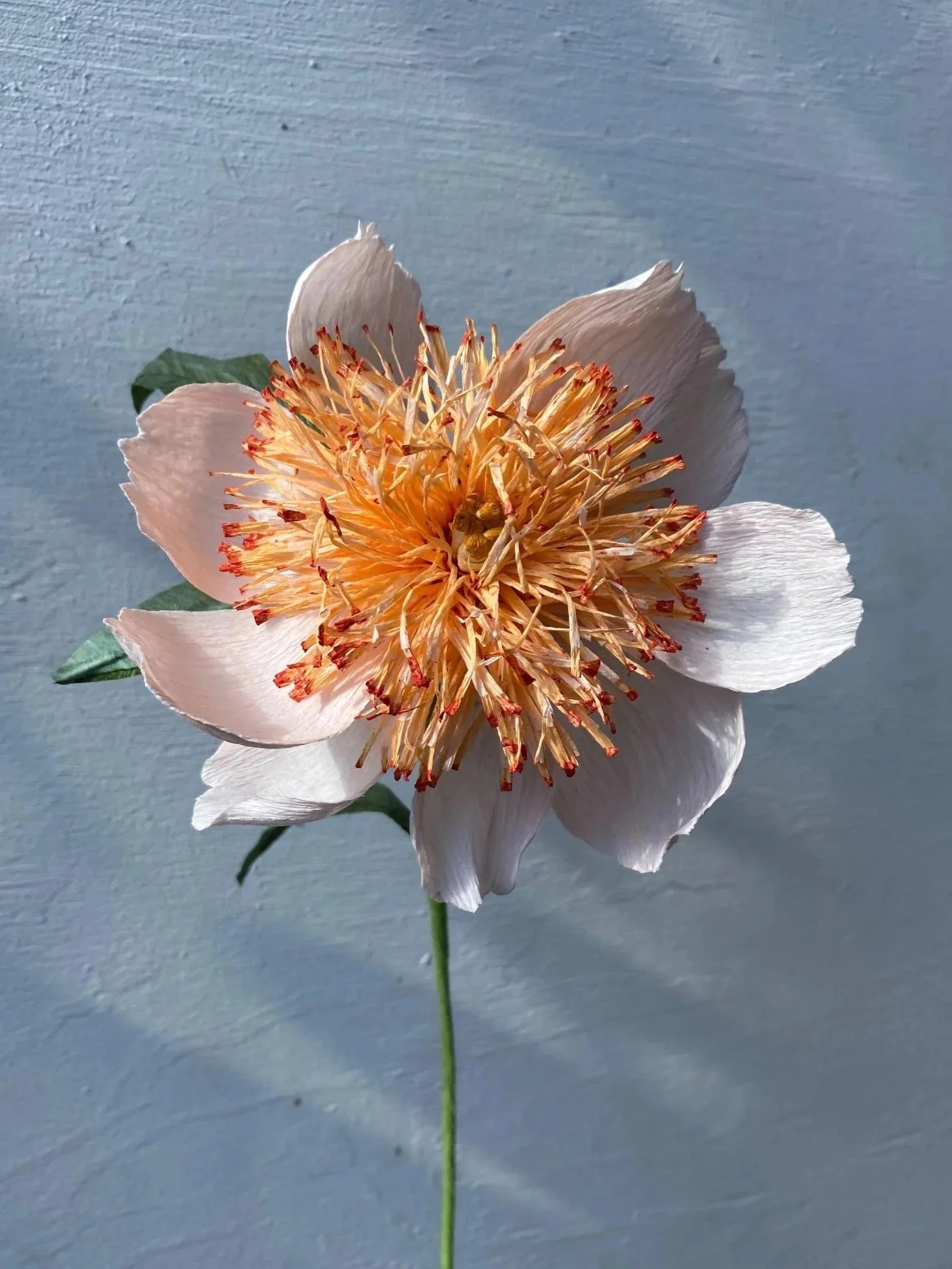 Claire de Lune Peony