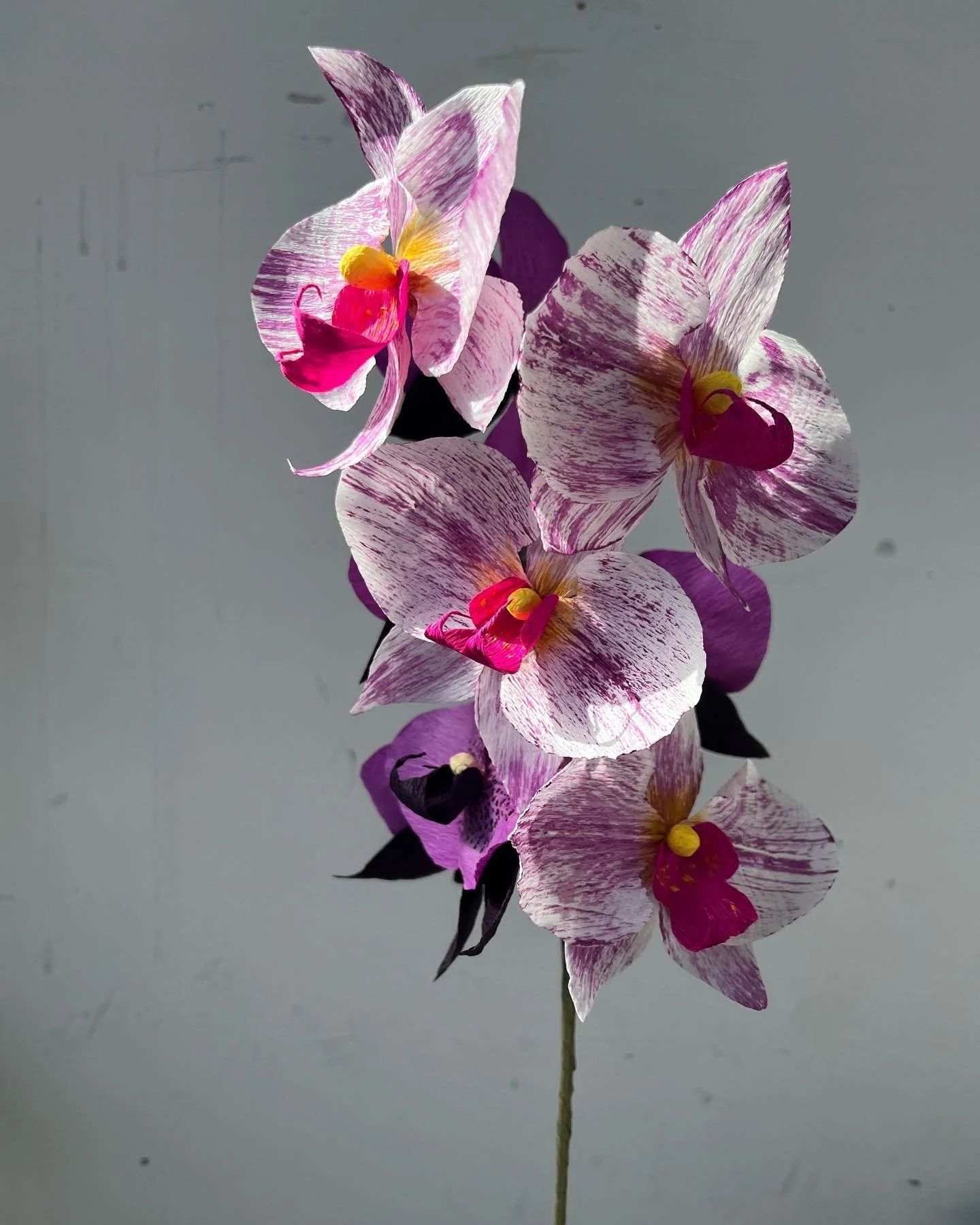 A close-up view of pink and white striped paper orchids with yellow and pink centers, reflected on a shiny surface by Emmeli Kimhi