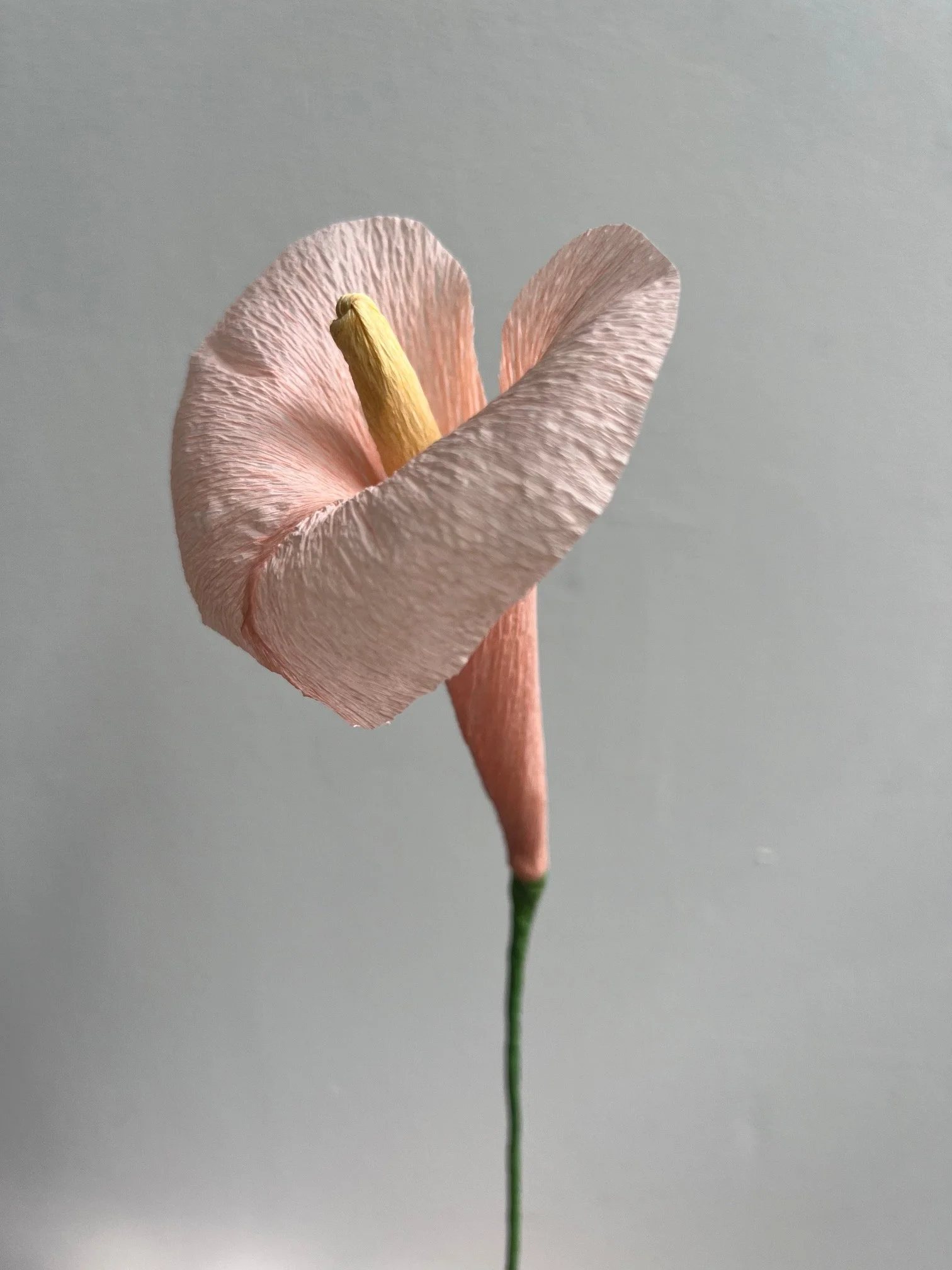 A pink flower by Emmeli Kimhi with a yellow center on a long green stem against a gray background.