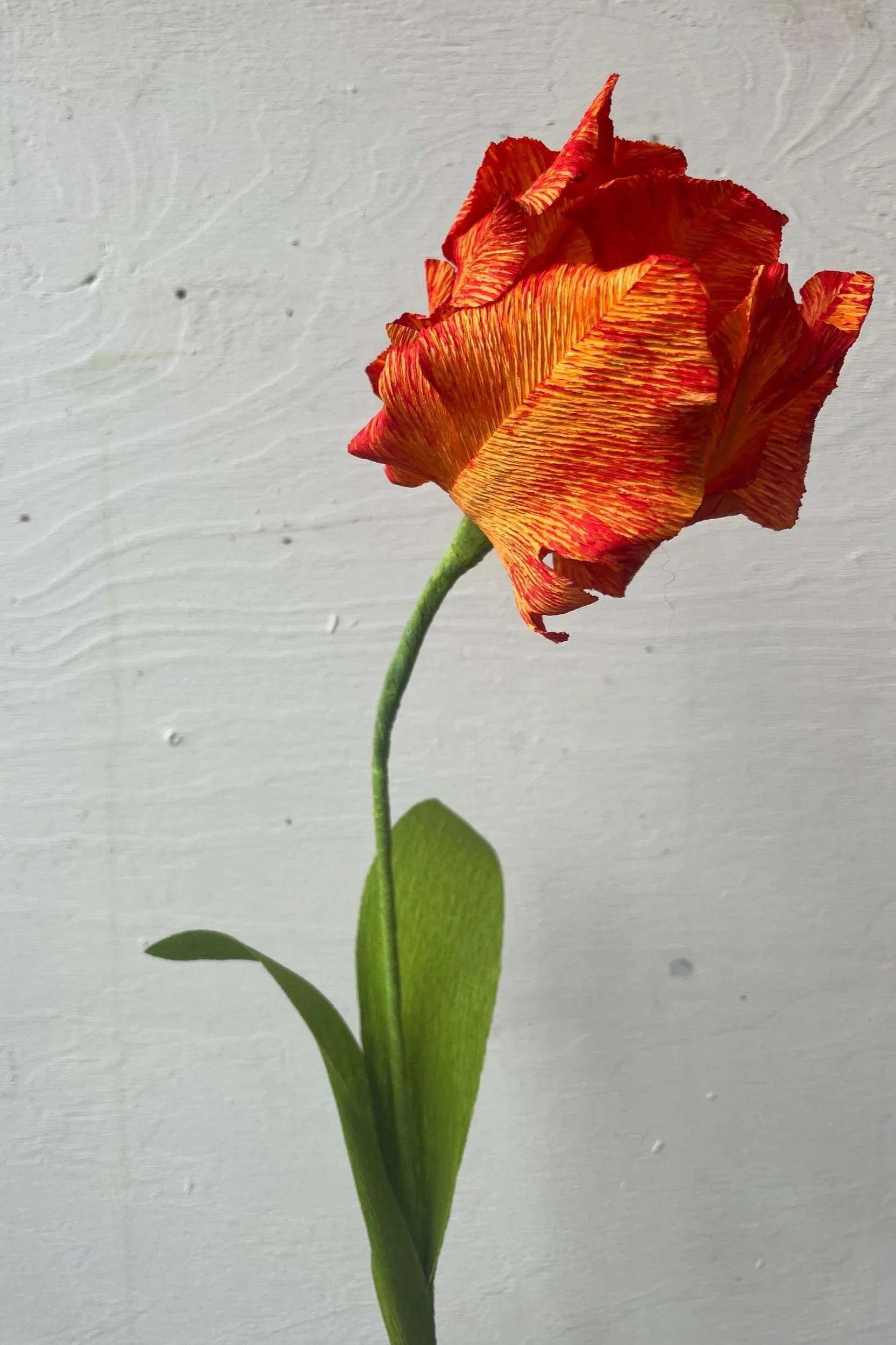 Detailed side view of a sculptural handmade Parrot Tulip featuring richly textured, flame-coloured petals by Emmeli Kimhi
