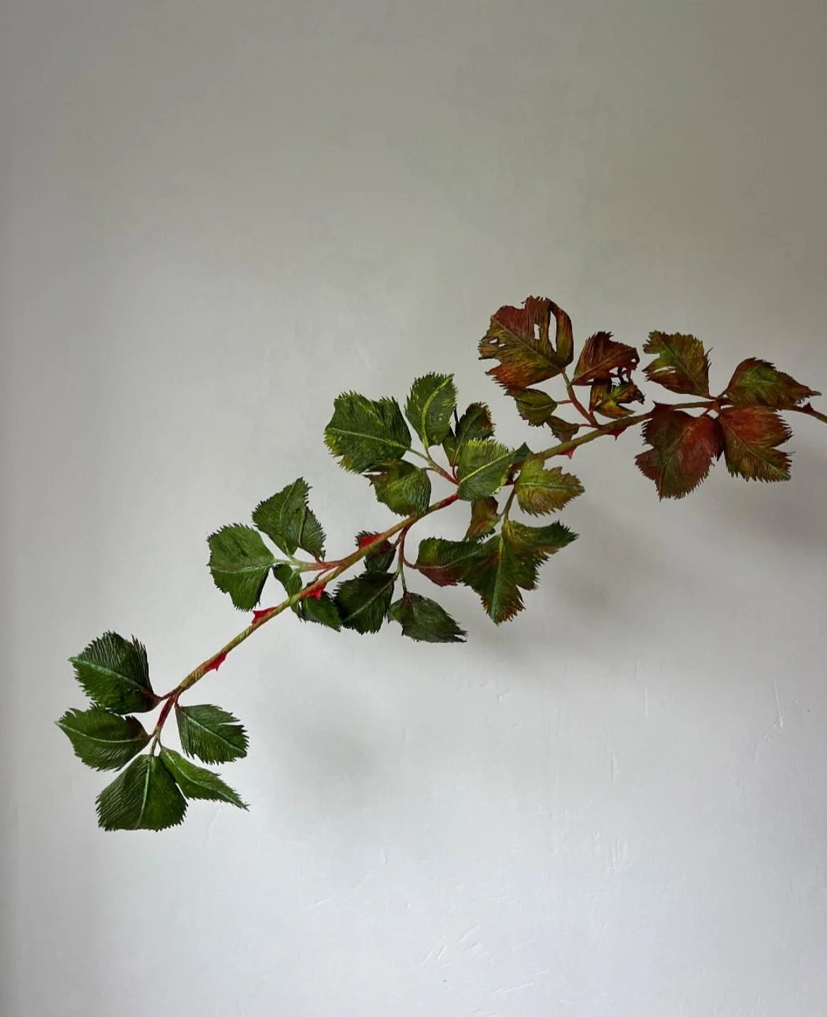 Handcrafted green paper bramble branch with leaves by Emmeli Kimhi mounted on a white wall