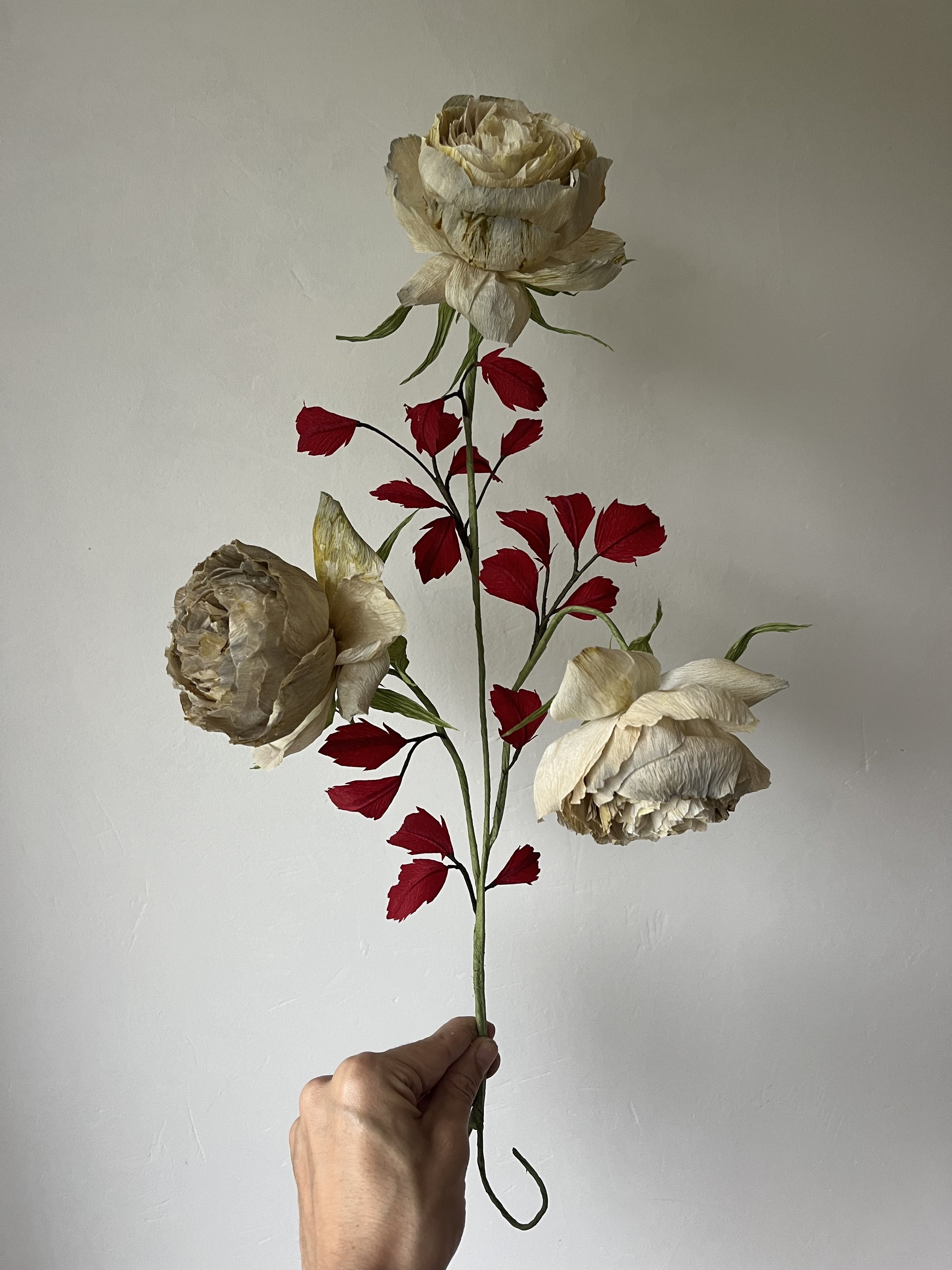 Hand holding a stem with faded white paper roses and red leaves by Emmeli Kimhi against a plain white background.
