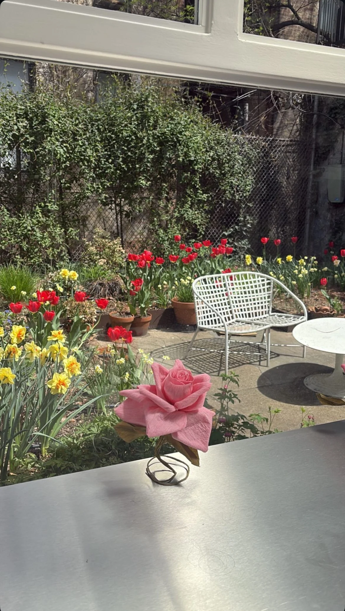 A view of a backyard garden with colorful tulips and daffodils, a white metal chair and round table, seen through a window with a pink rose by Emmeli Kimhi on a table in the foreground.