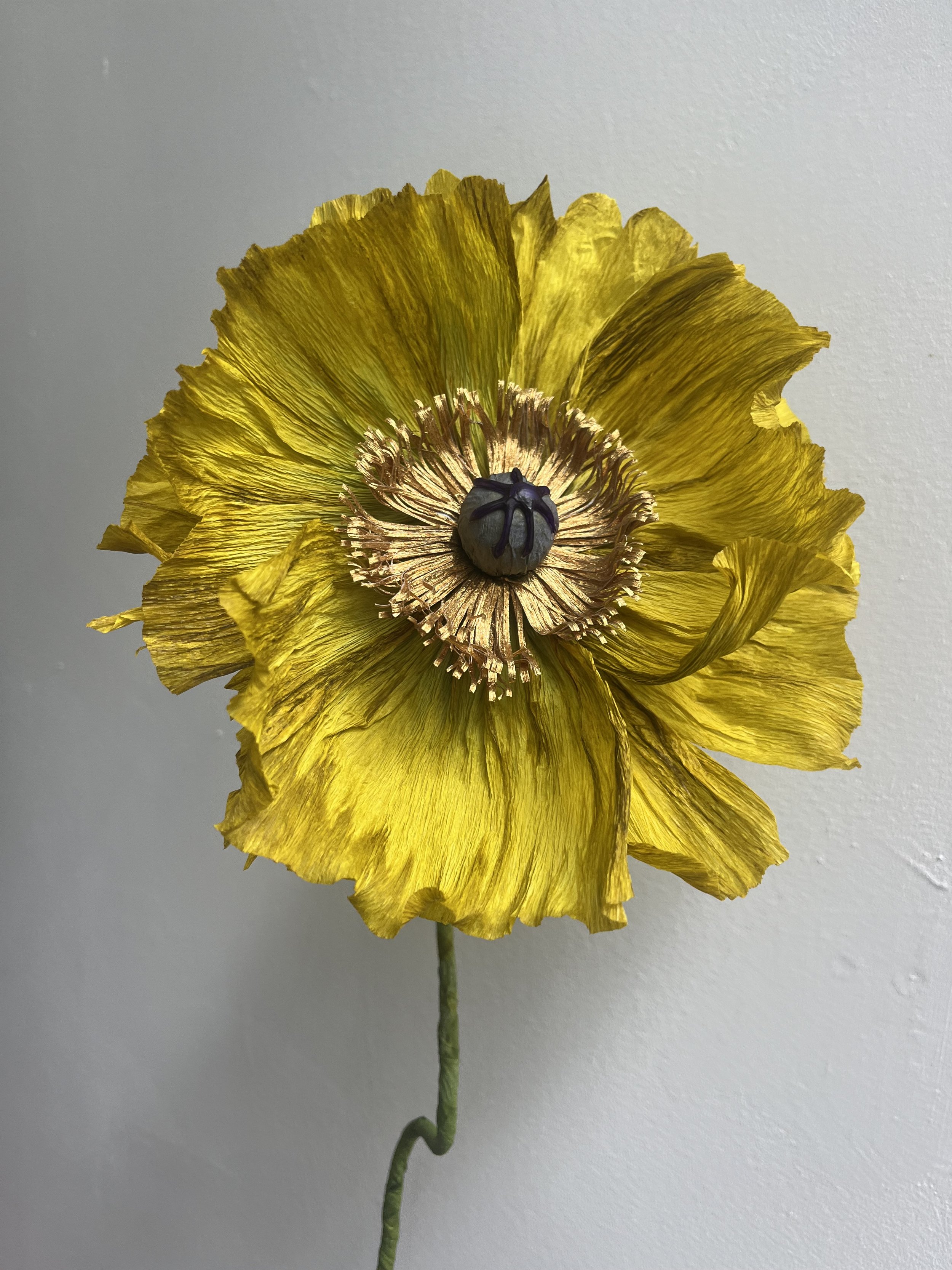 Yellow and gold poppy, private commission, 2024.