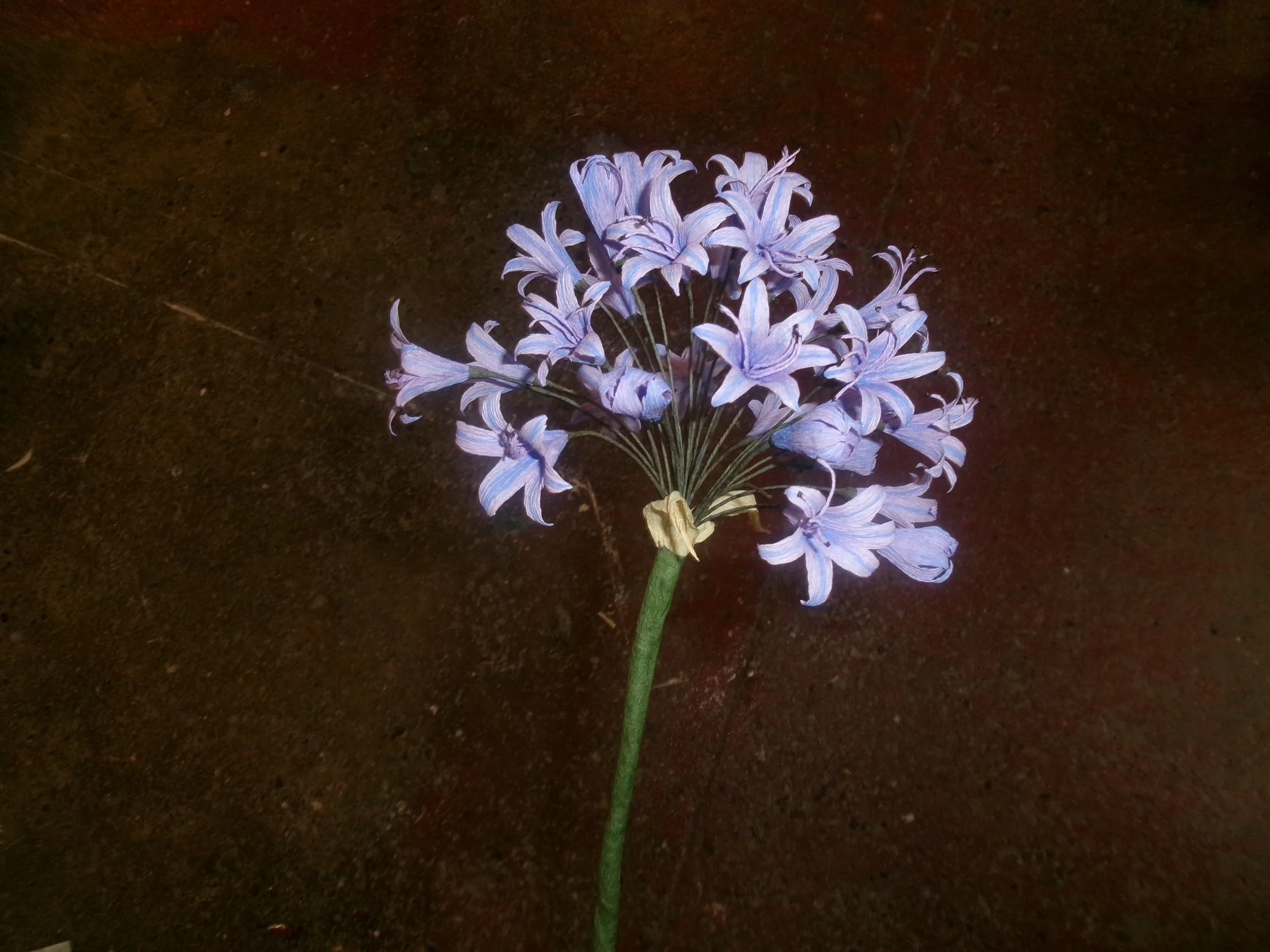 A bouquet of purple and white lilies by Emmeli Kimhi on a dark background.