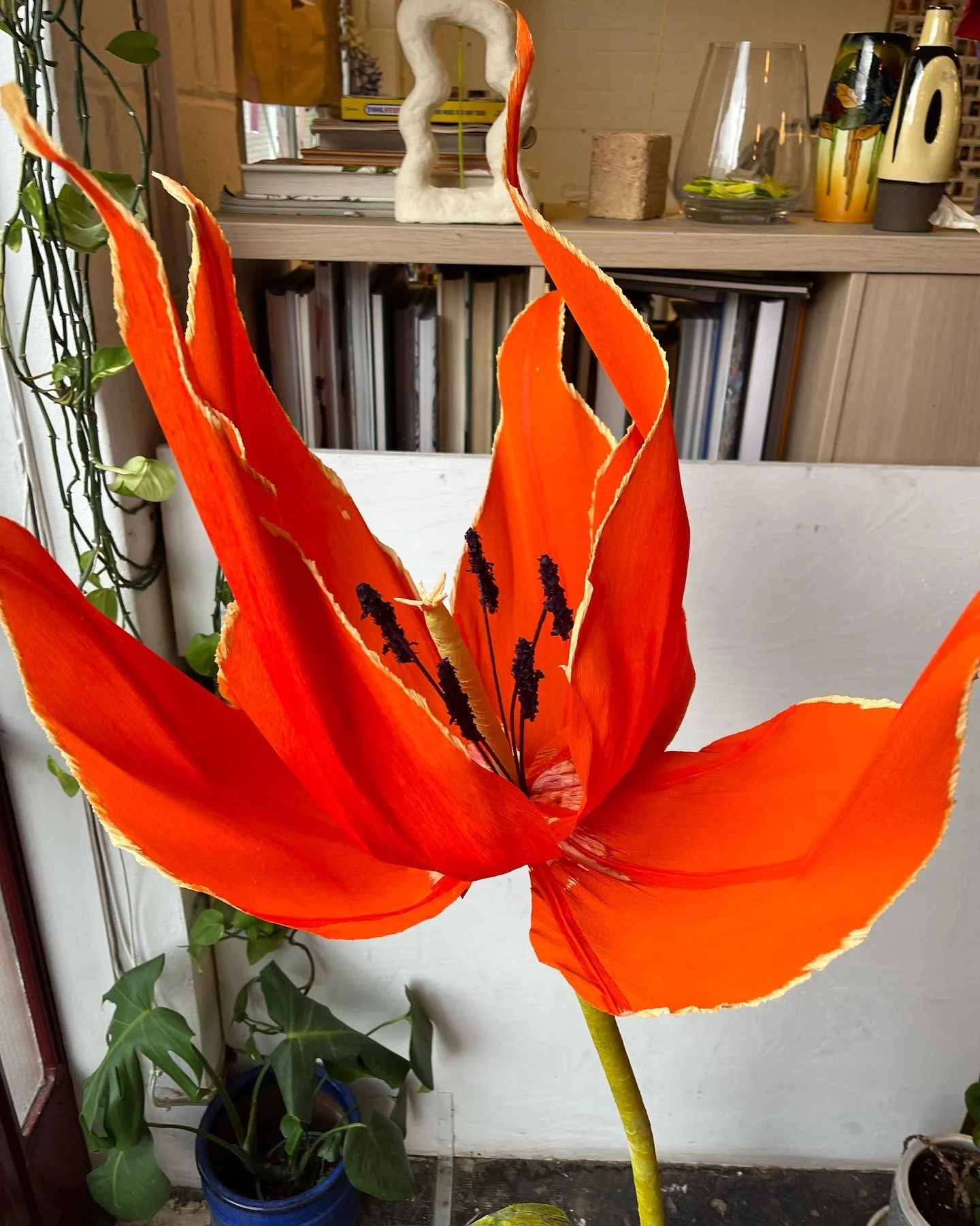 A large orange paperflower by Emmeli Kimhi with dark stamens inside a room, surrounded by houseplants, a bookshelf, and kitchen items in the background.