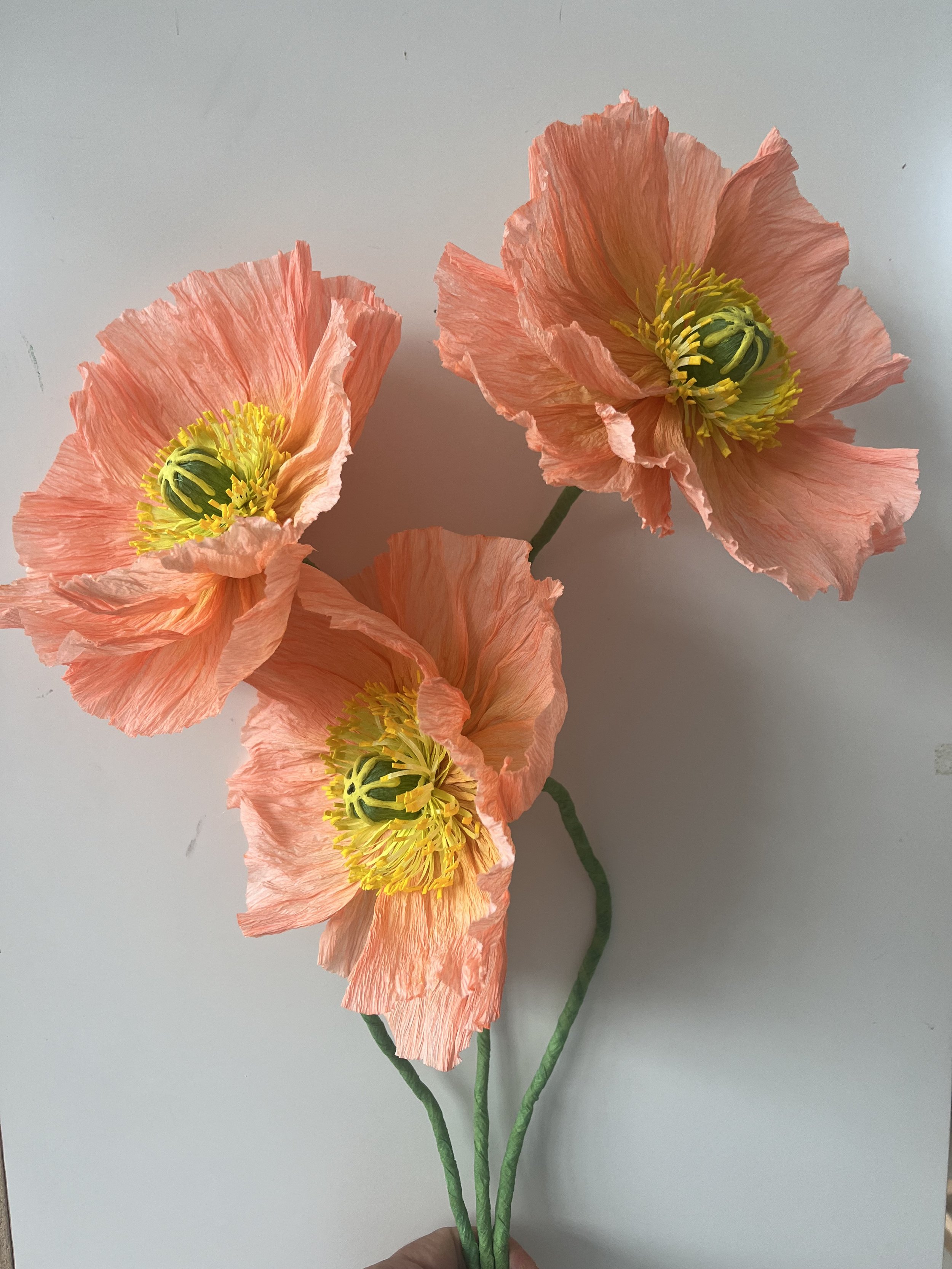 Coral poppies, 2024.