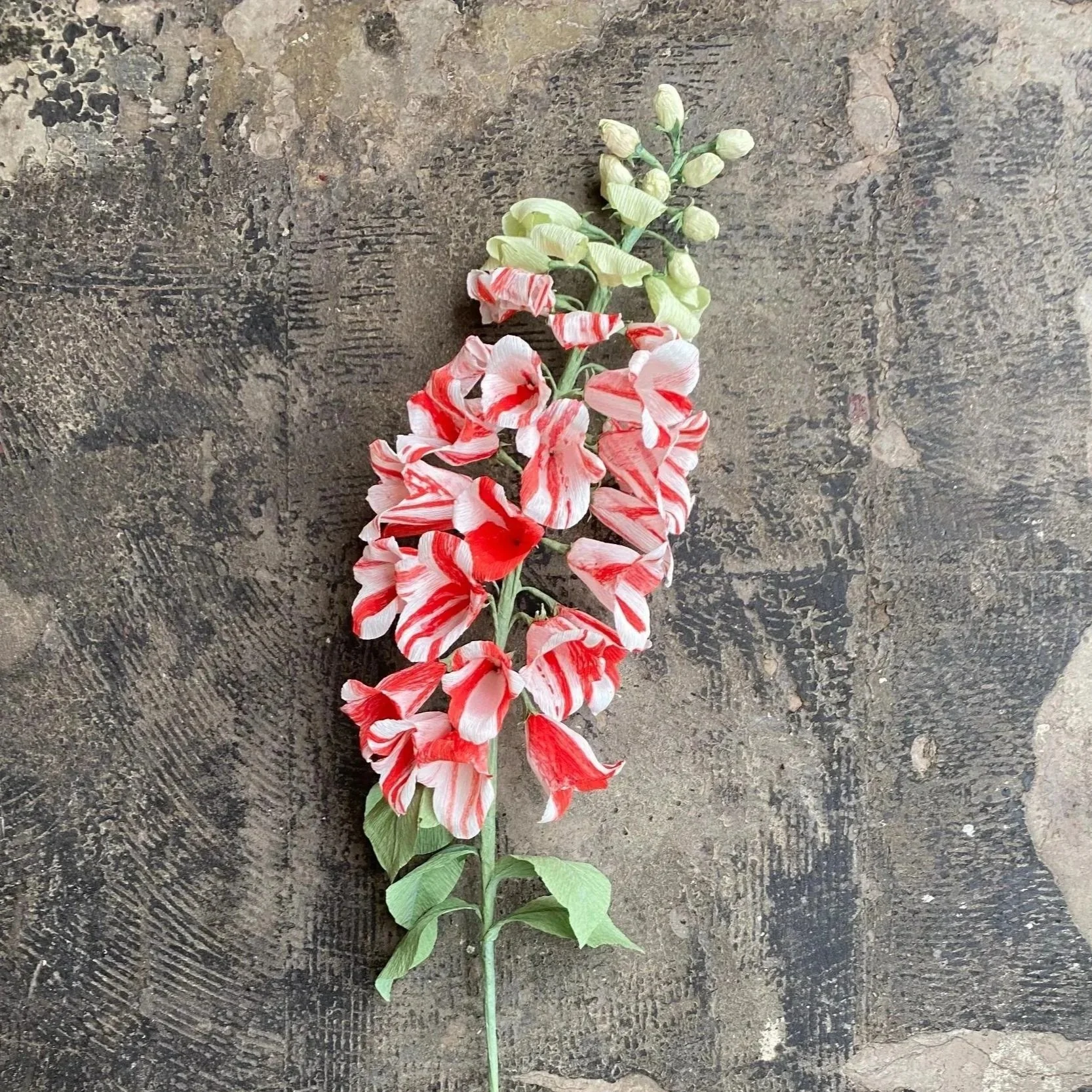 Candy Striped Foxglove