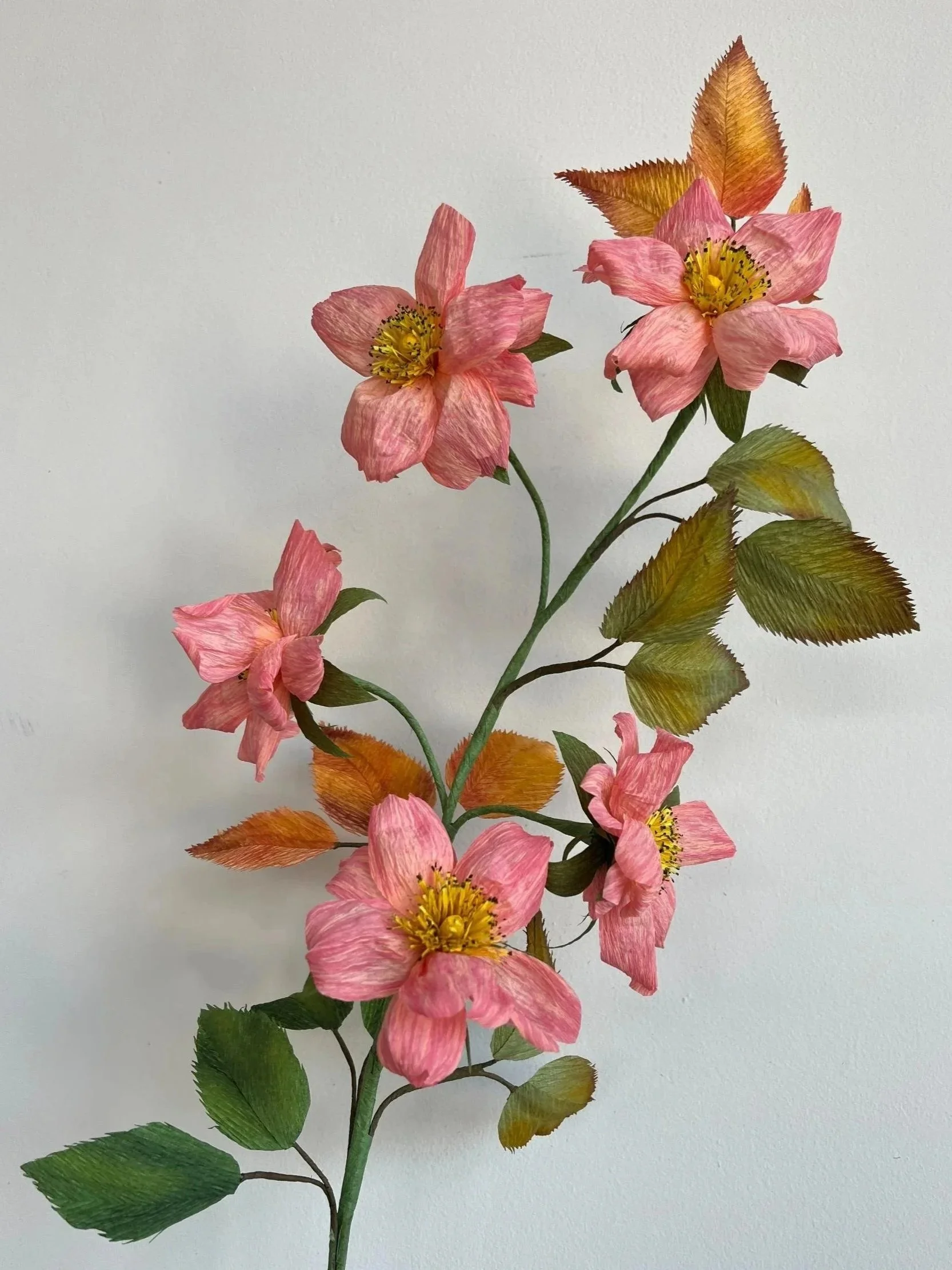 Wild Rose Branch