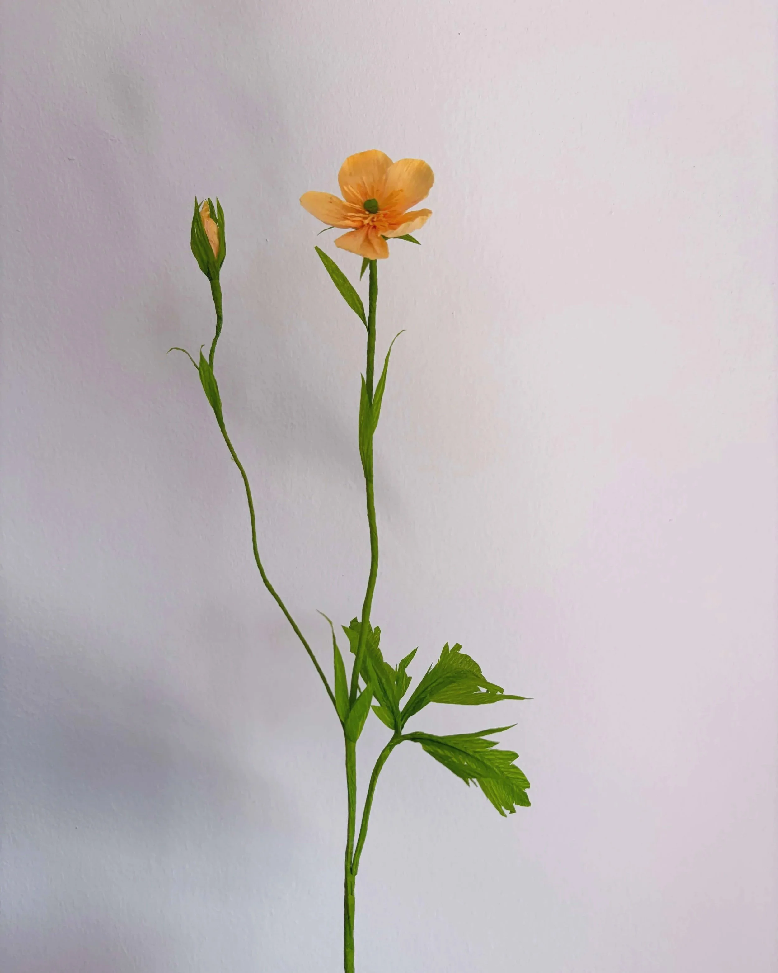 Single Stem Paper Buttercup