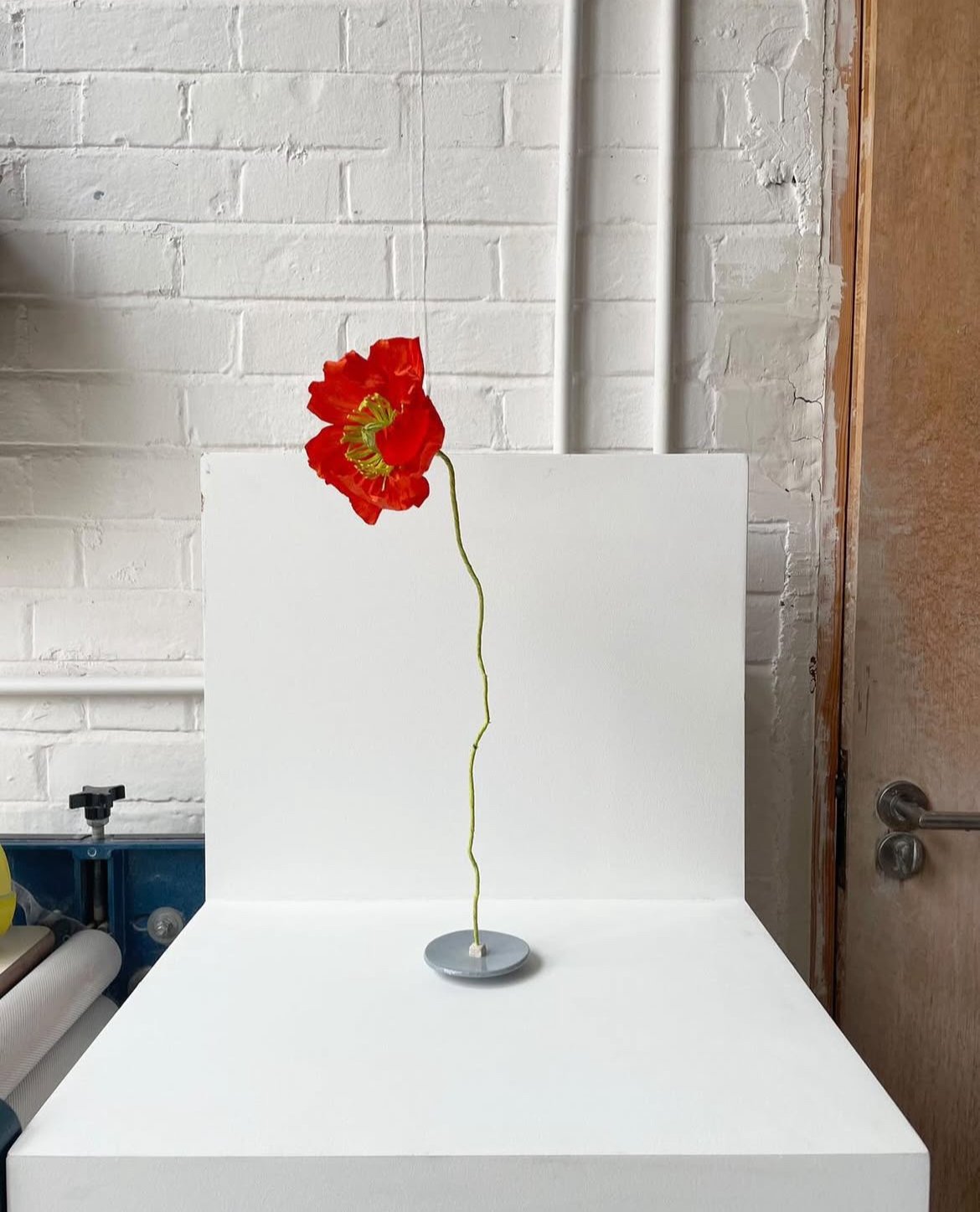 Paper poppy,