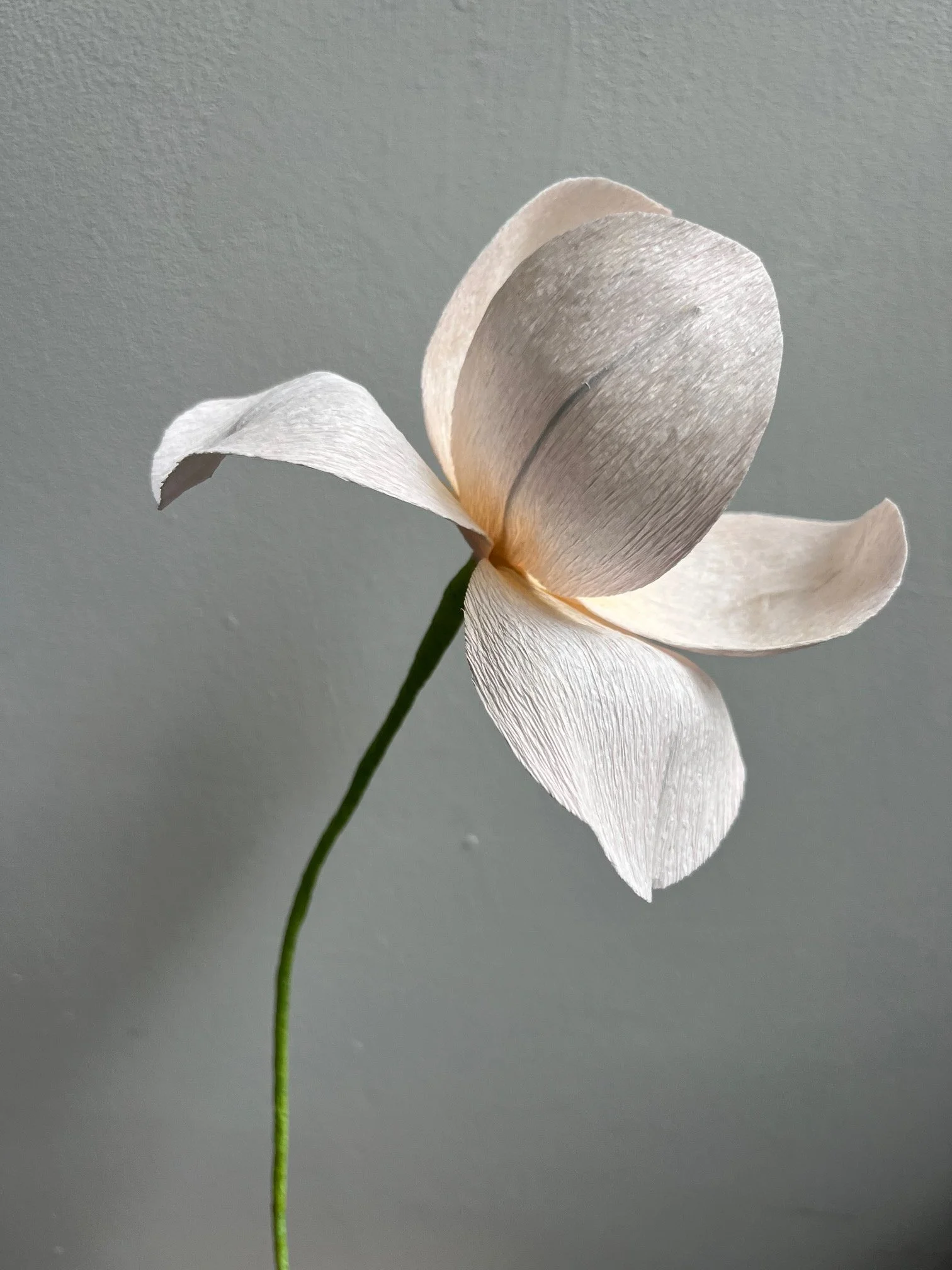 Close-up of a white paper flower by Emmeli Kimhi with delicate, curved petals and a green stem against a plain gray background.