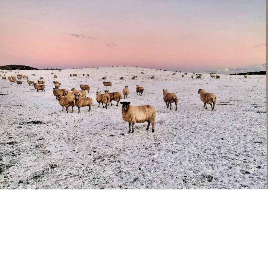 Snowy Sheep (Photo card)