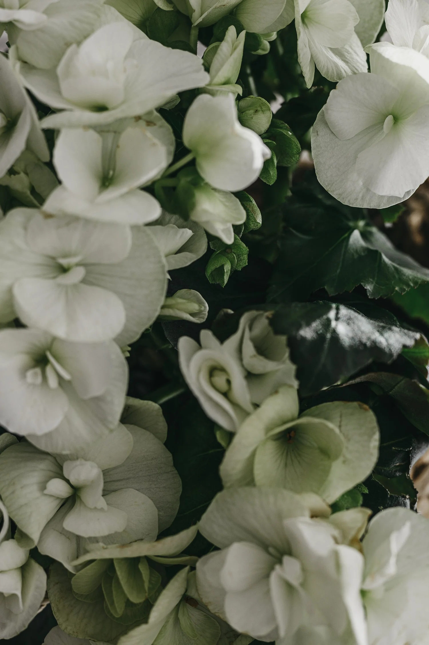 The Kim Klassen Podcast