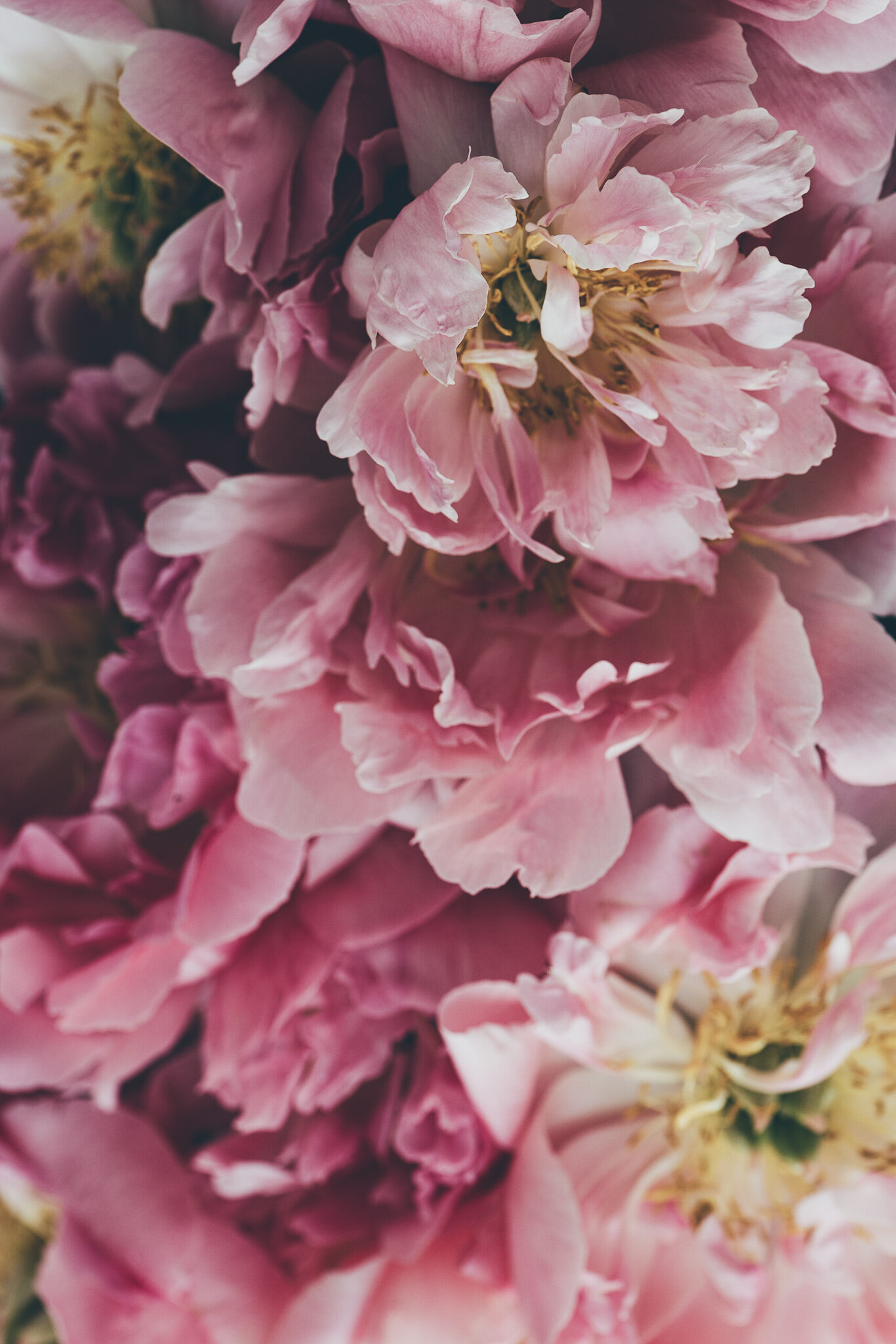 Close-up of pink peony flowers with ruffled petals.