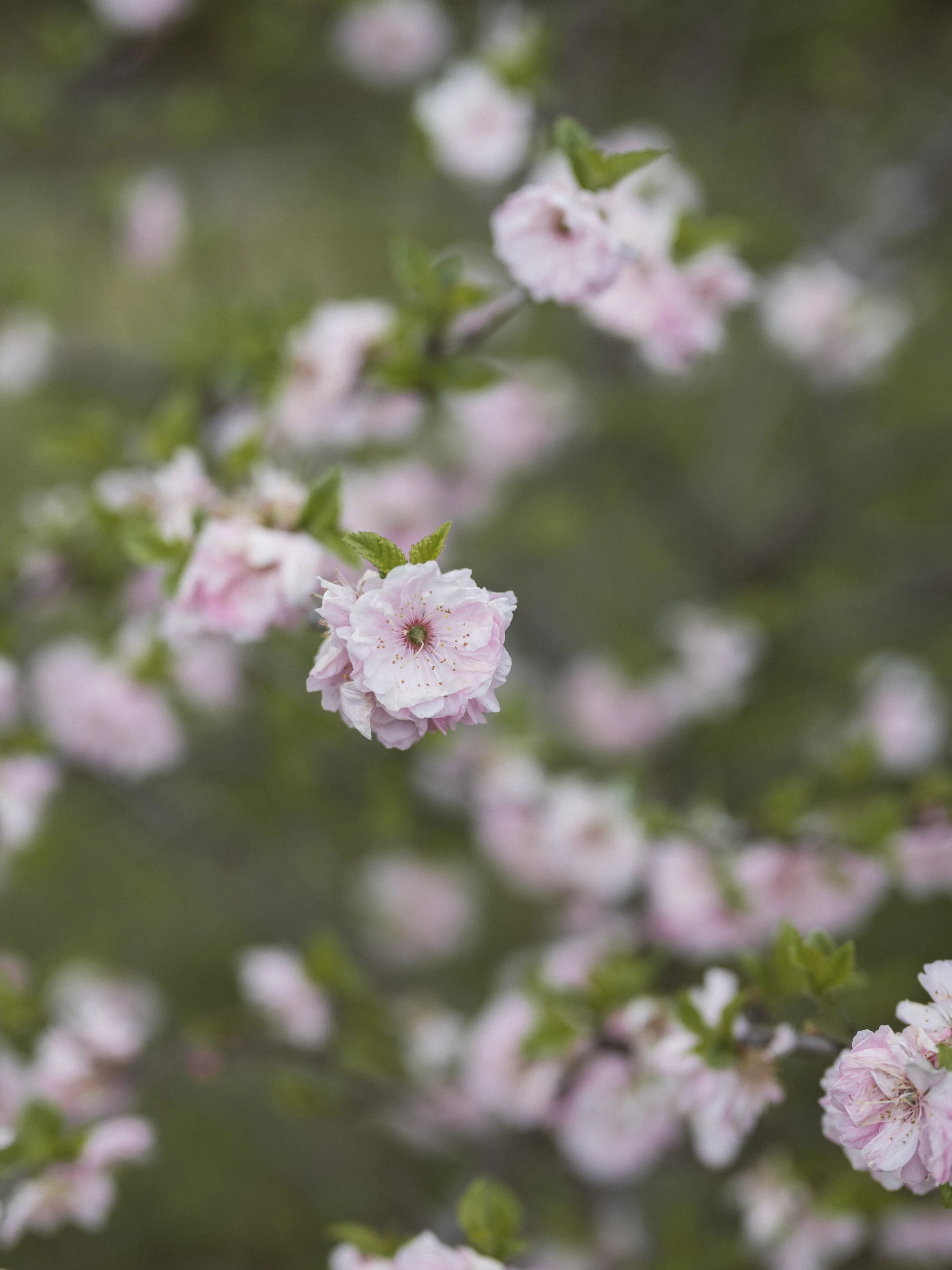 RECIPE - EARTH STORY