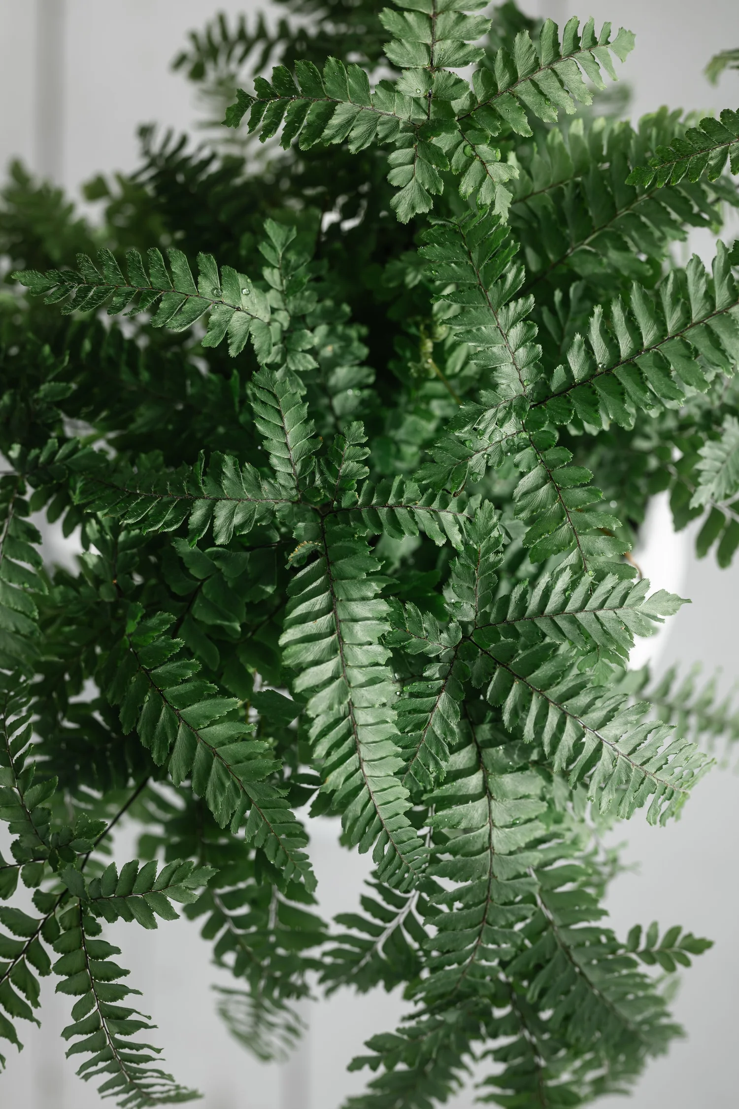 The Kim Klassen Podcast