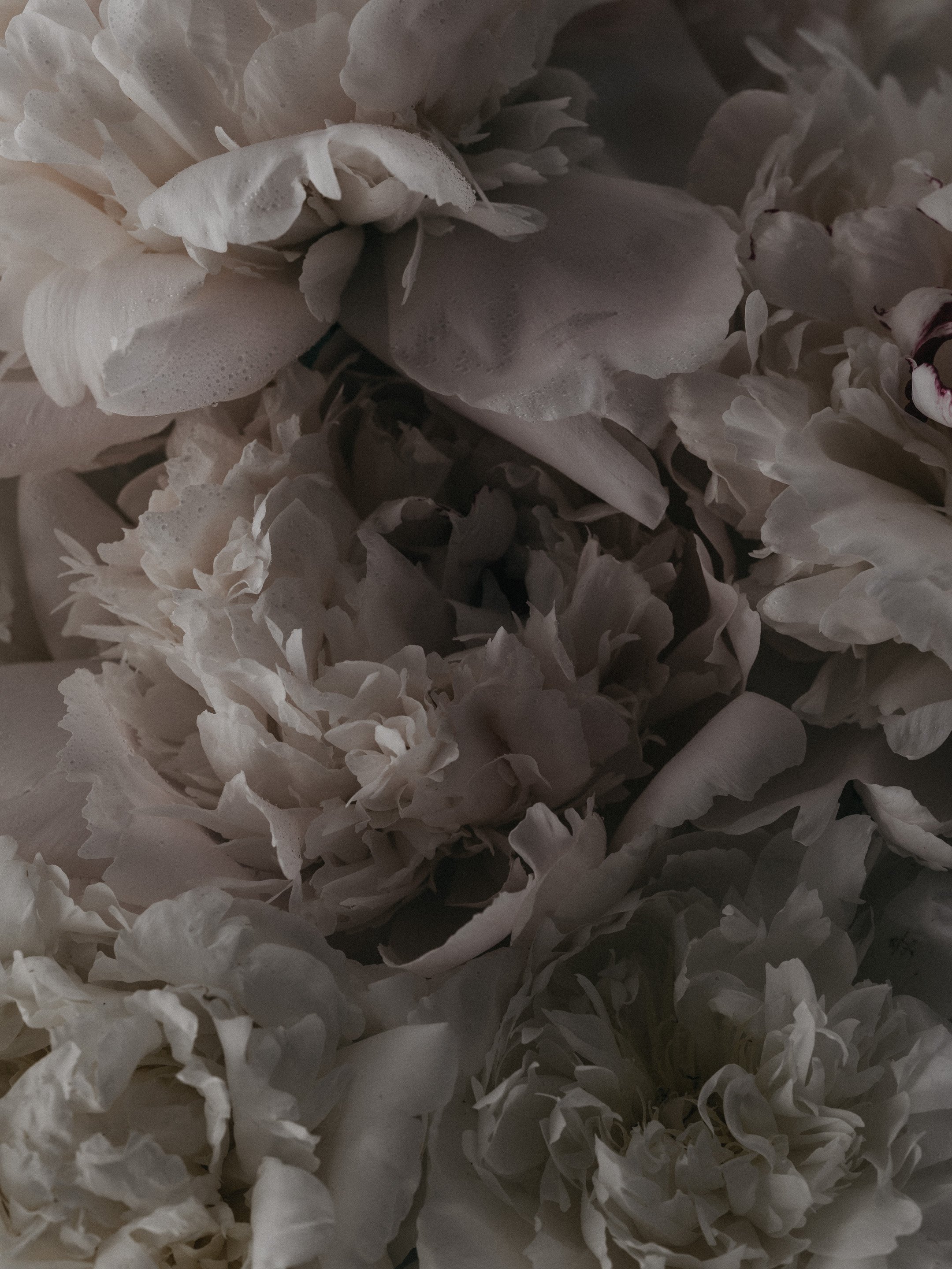 Kim-Klassen-Lifestyle-Photography-20260624-_KIM0157-2.jpg