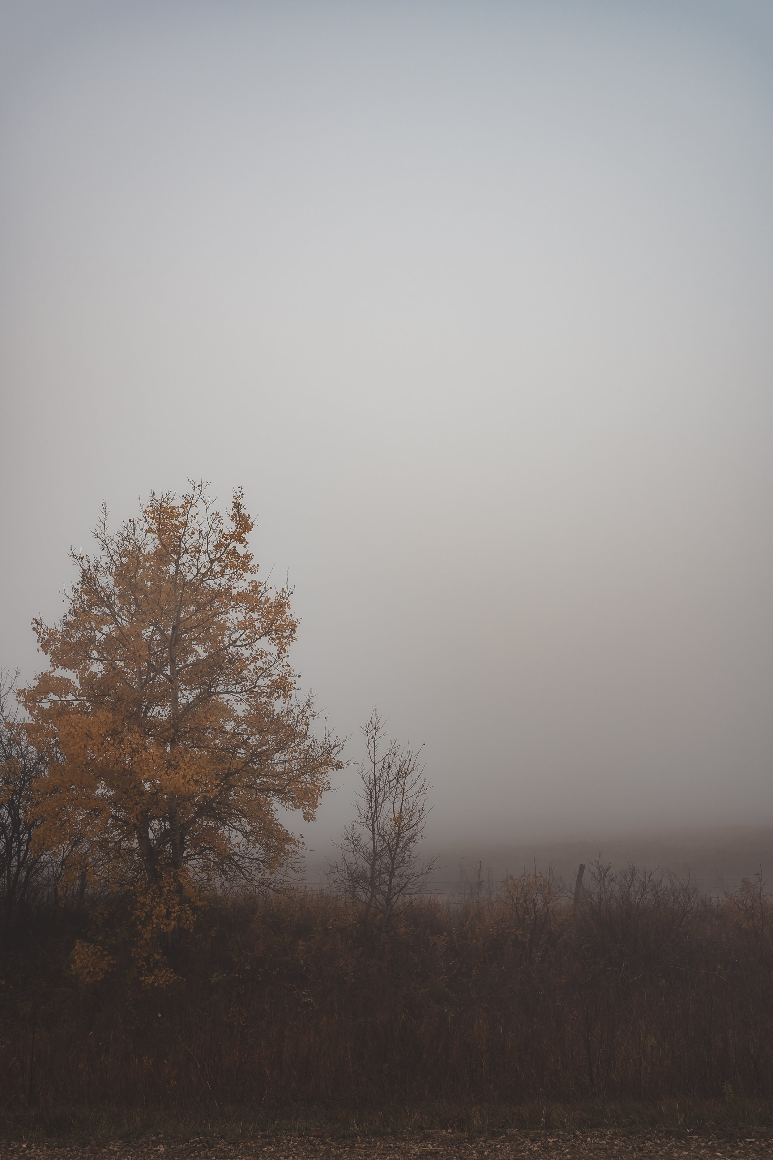 foggy-autumn-tree-kim-klassen-20231019-kkf0437.jpg (Copy)