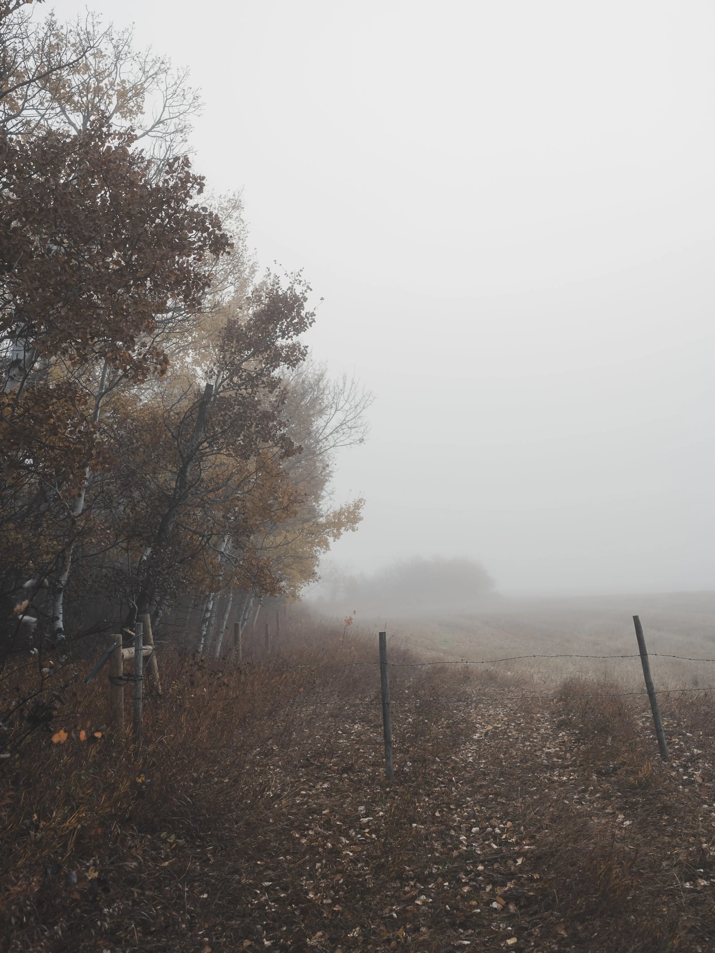 foggy-birch-fence-v2-kim-klassen-20231019-kkf0444.jpg (Copy)