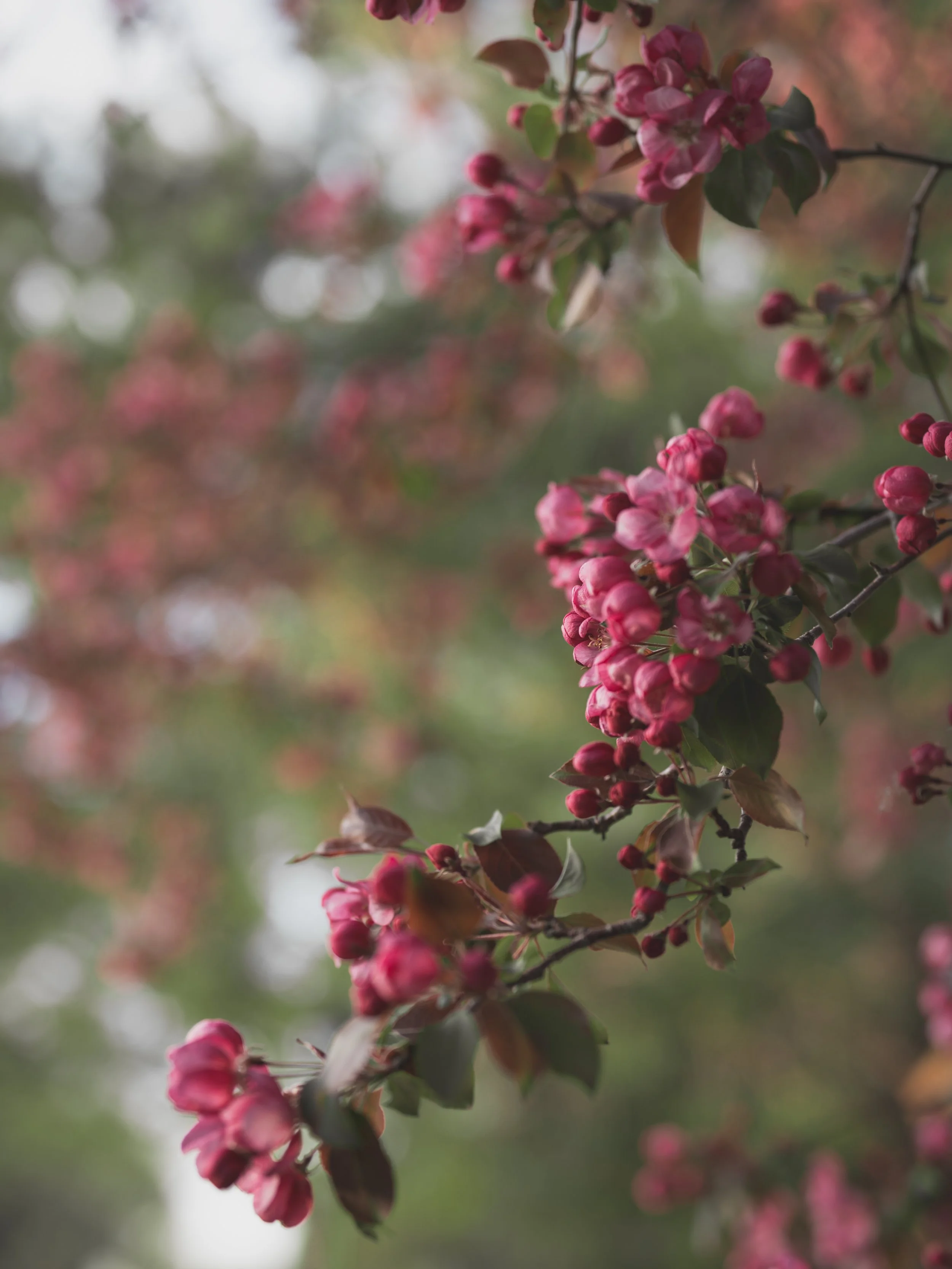 NATURE - MISTY GREENS