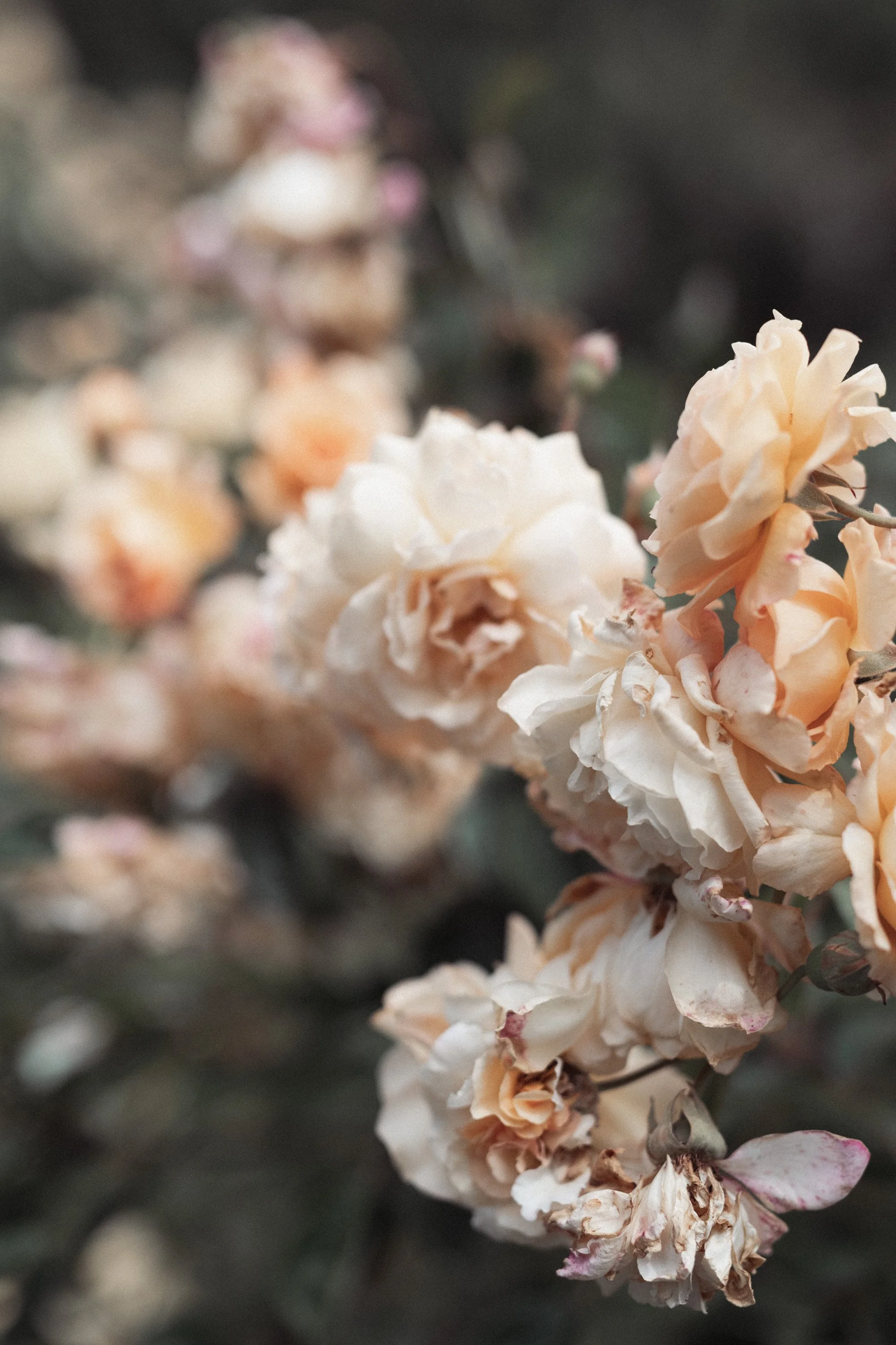 RECIPE - VINTAGE STORY