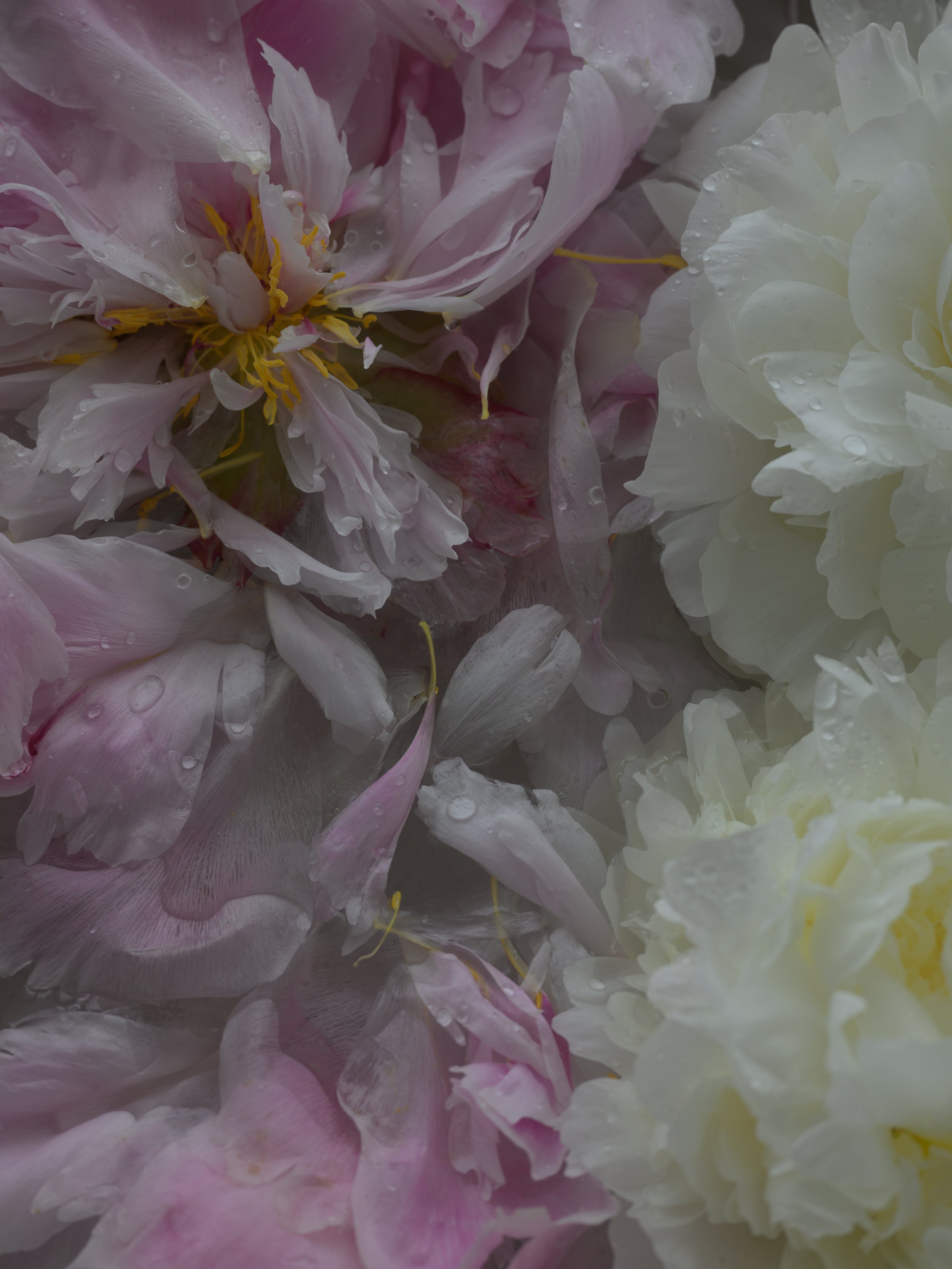 BEFORE SIGNATURE MOOD.jpg