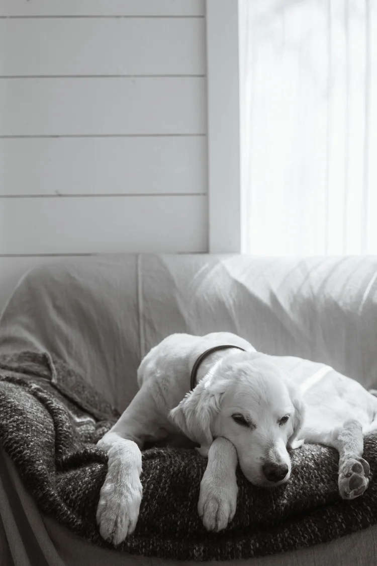 Recipe B&W Silvertone