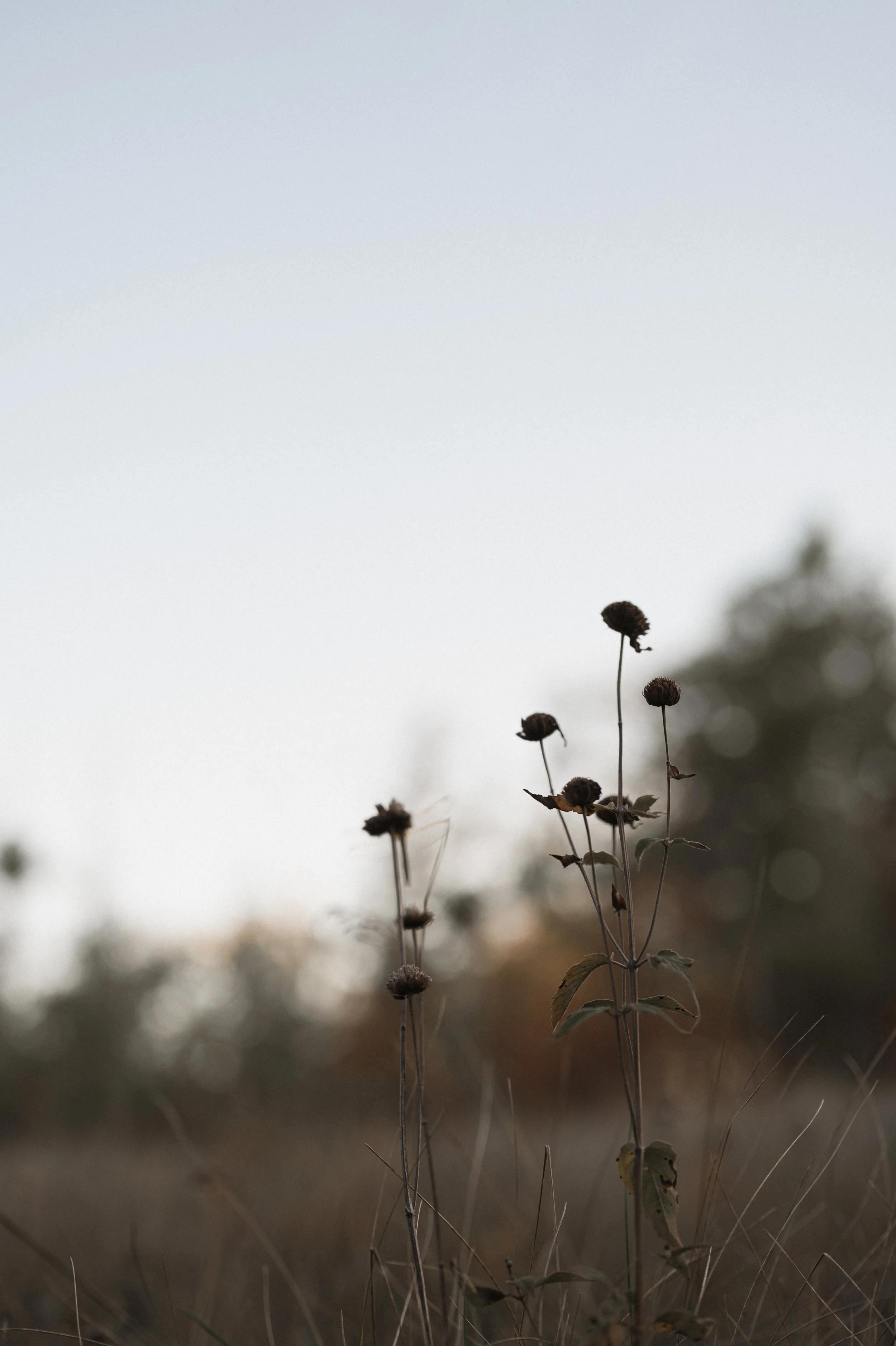 RECIPE - EARTH STORY