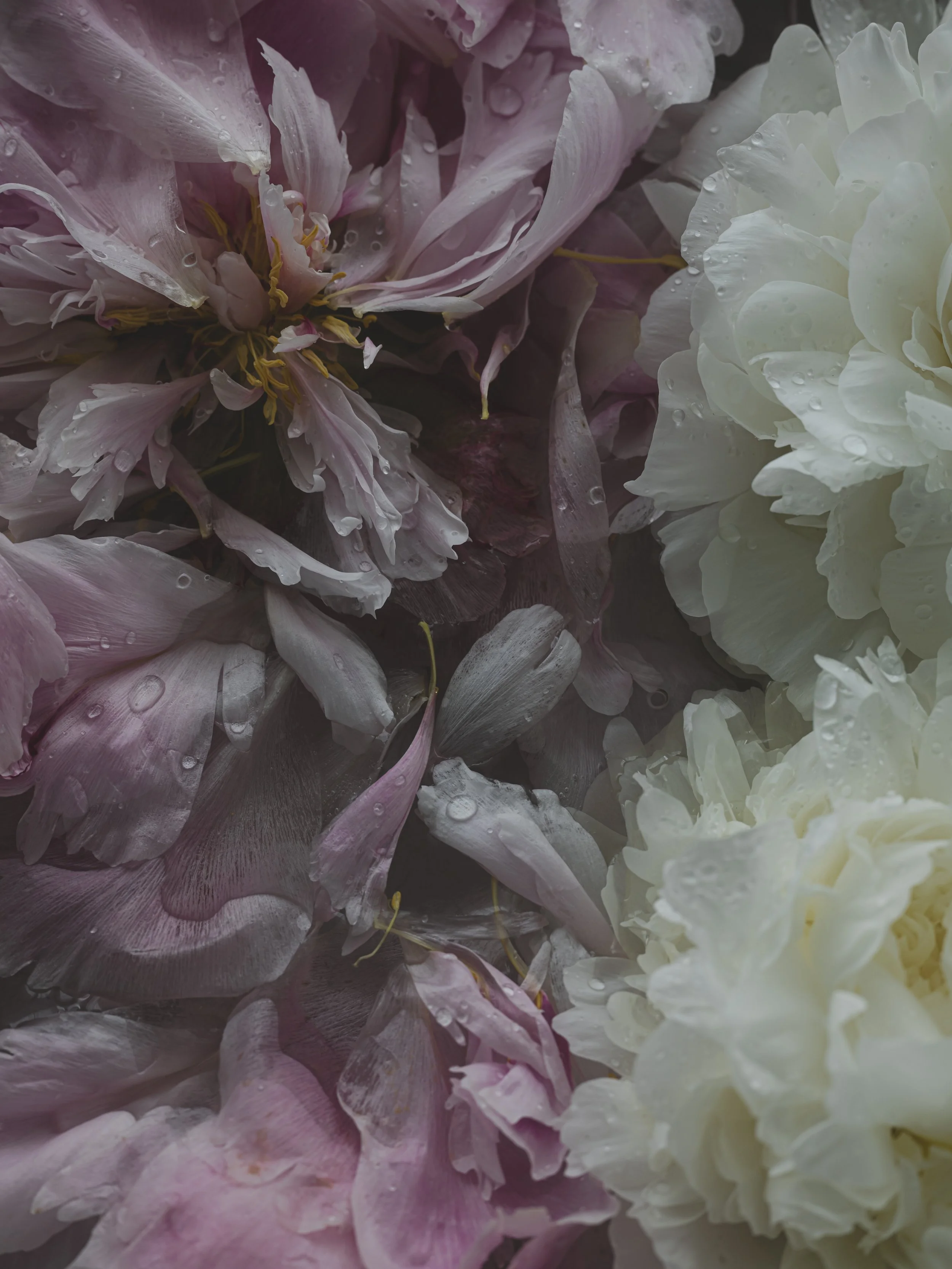 Styled-Signature Mood-2.jpg