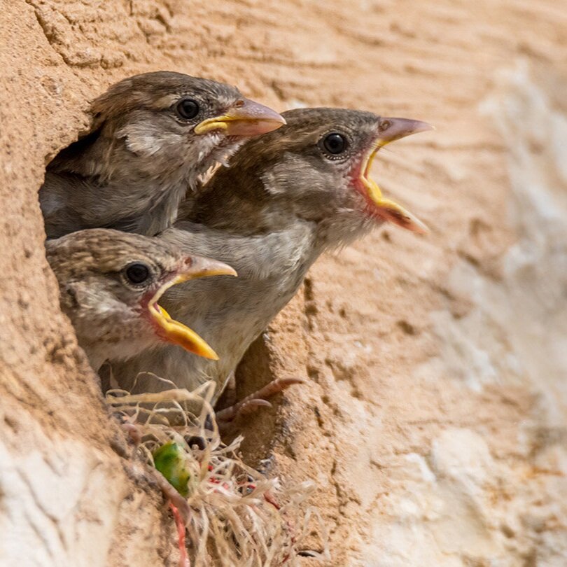Birds.jpg